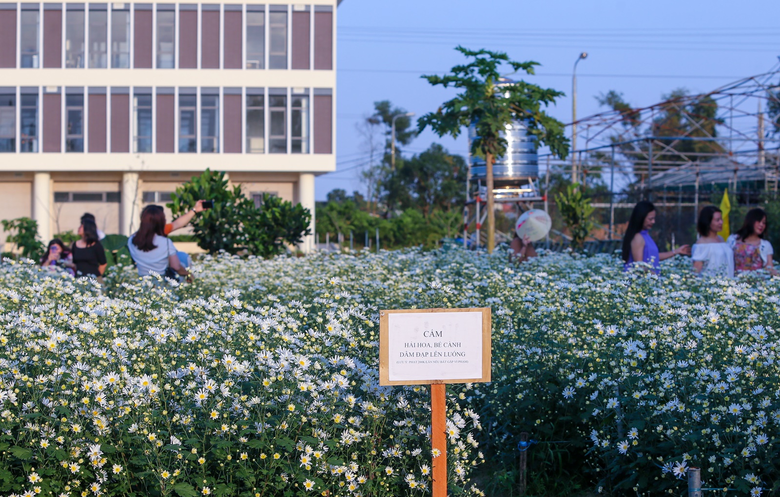 Du khách hào hứng check in vườn cúc họa mi trái mùa miễn phí ở Đà Nẵng - Ảnh 15.