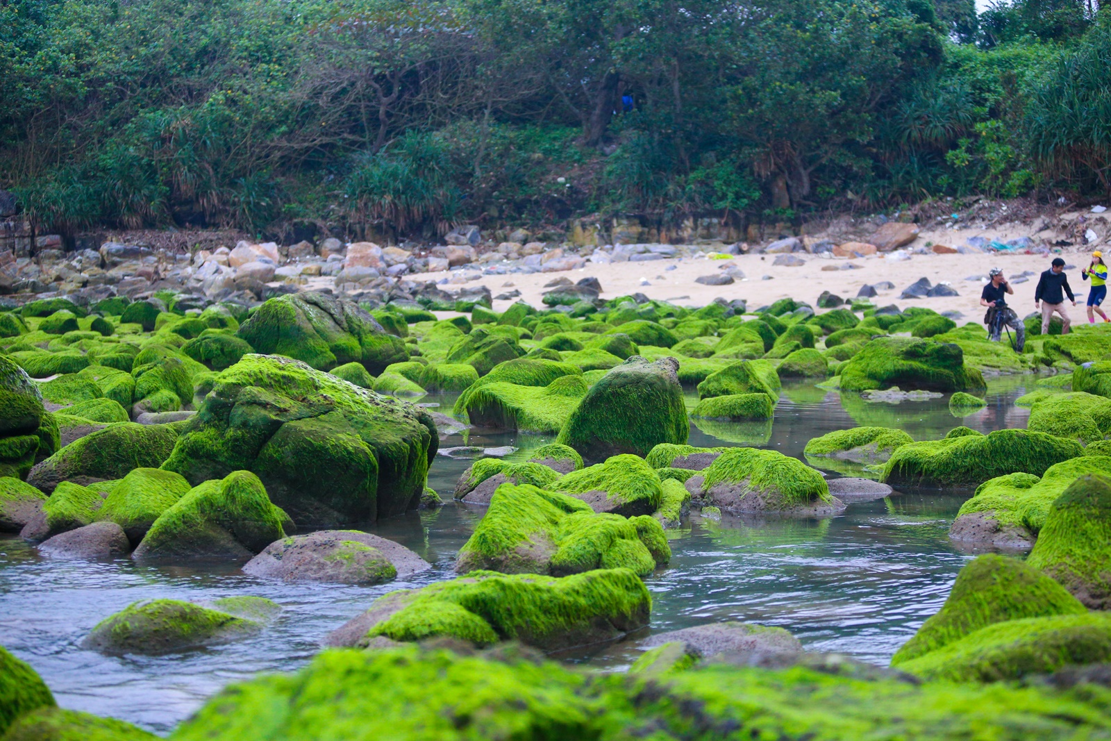 Ảnh: Du khách chen chân chụp ảnh bãi rêu tuyệt đẹp ven biển Đà Nẵng - Ảnh 3.