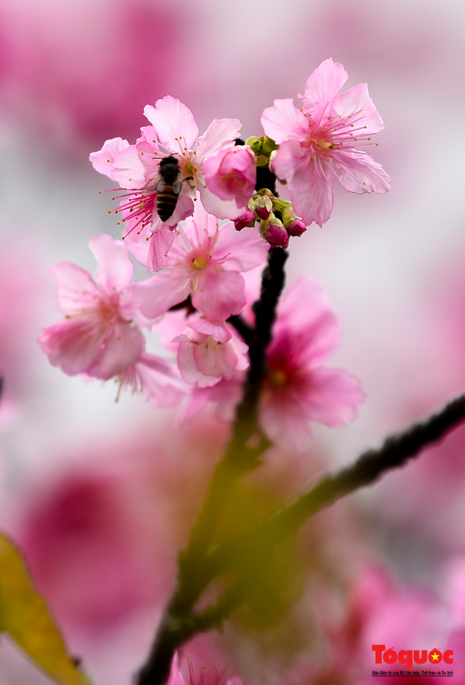 HOA ANH ĐÀO NHẬT BẢN Ảnh tuyệt đẹp về hoa anh đào Nhật