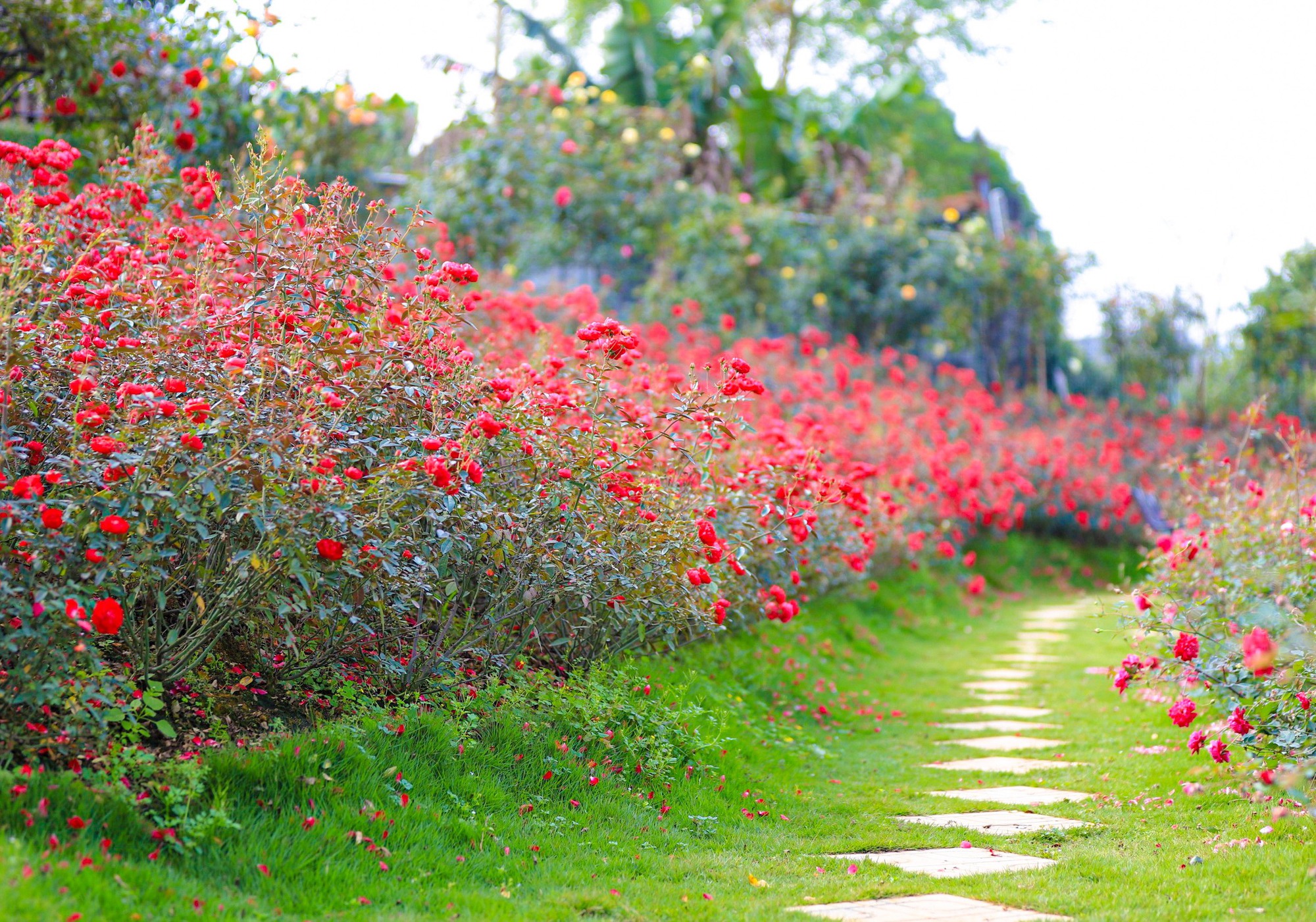 Khám phá vườn hoa hồng rộng 6.000m2 tại Hà Nội - Ảnh 8.