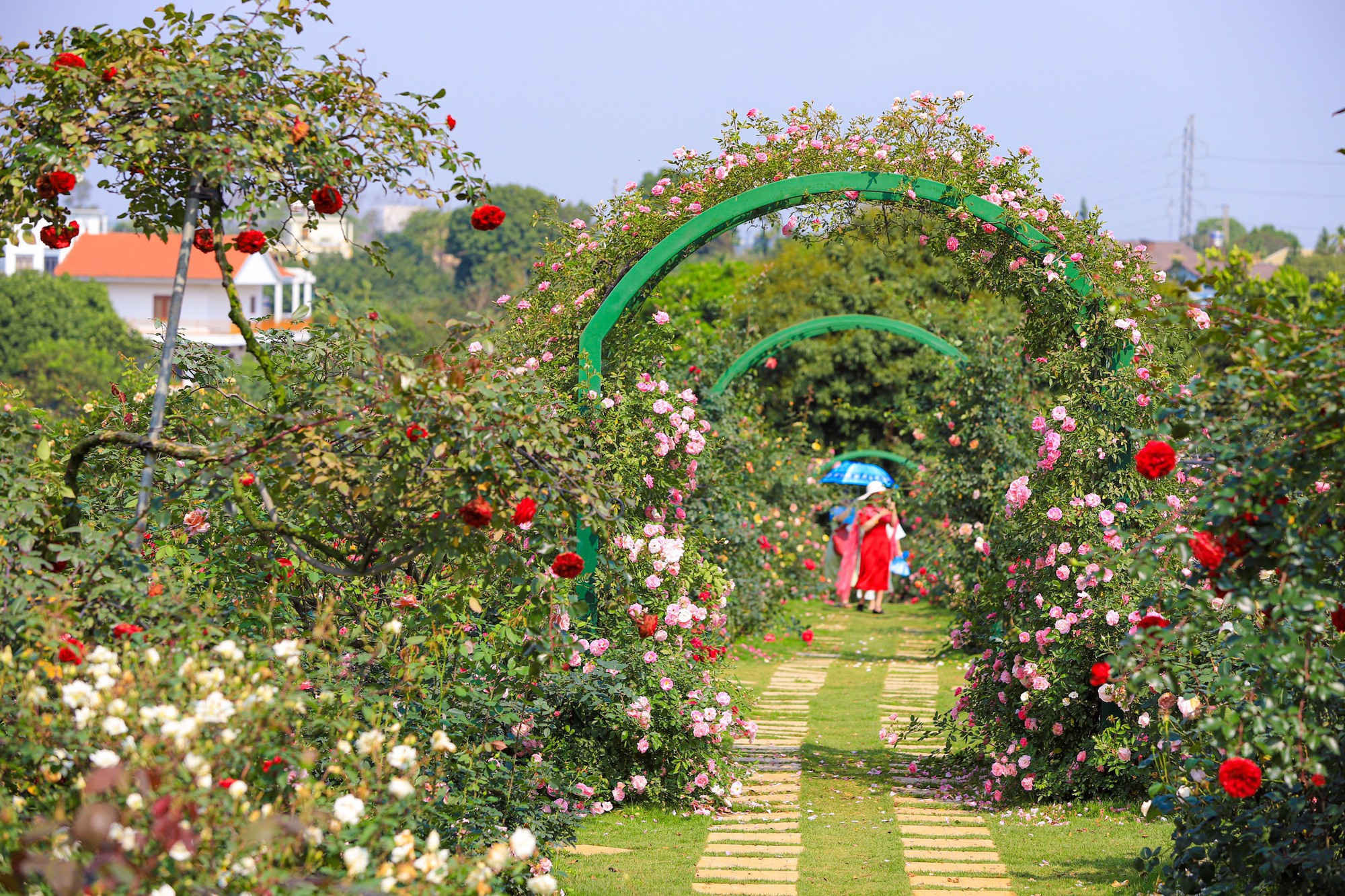 Khám phá vườn hoa hồng rộng 6.000m2 tại Hà Nội - Ảnh 11.