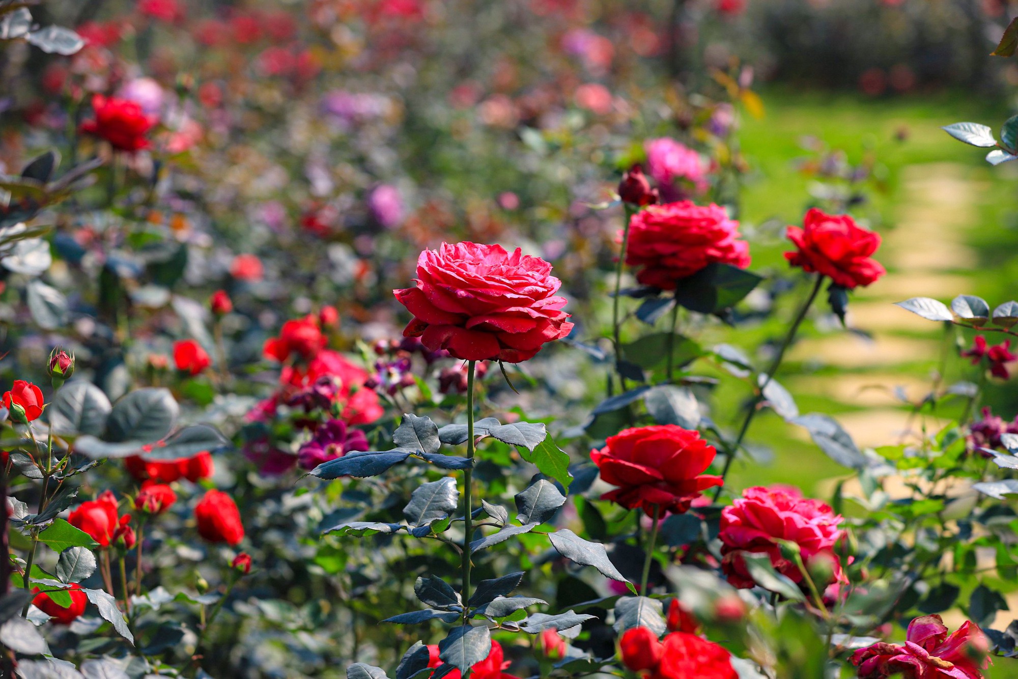 Khám phá vườn hoa hồng rộng 6.000m2 tại Hà Nội