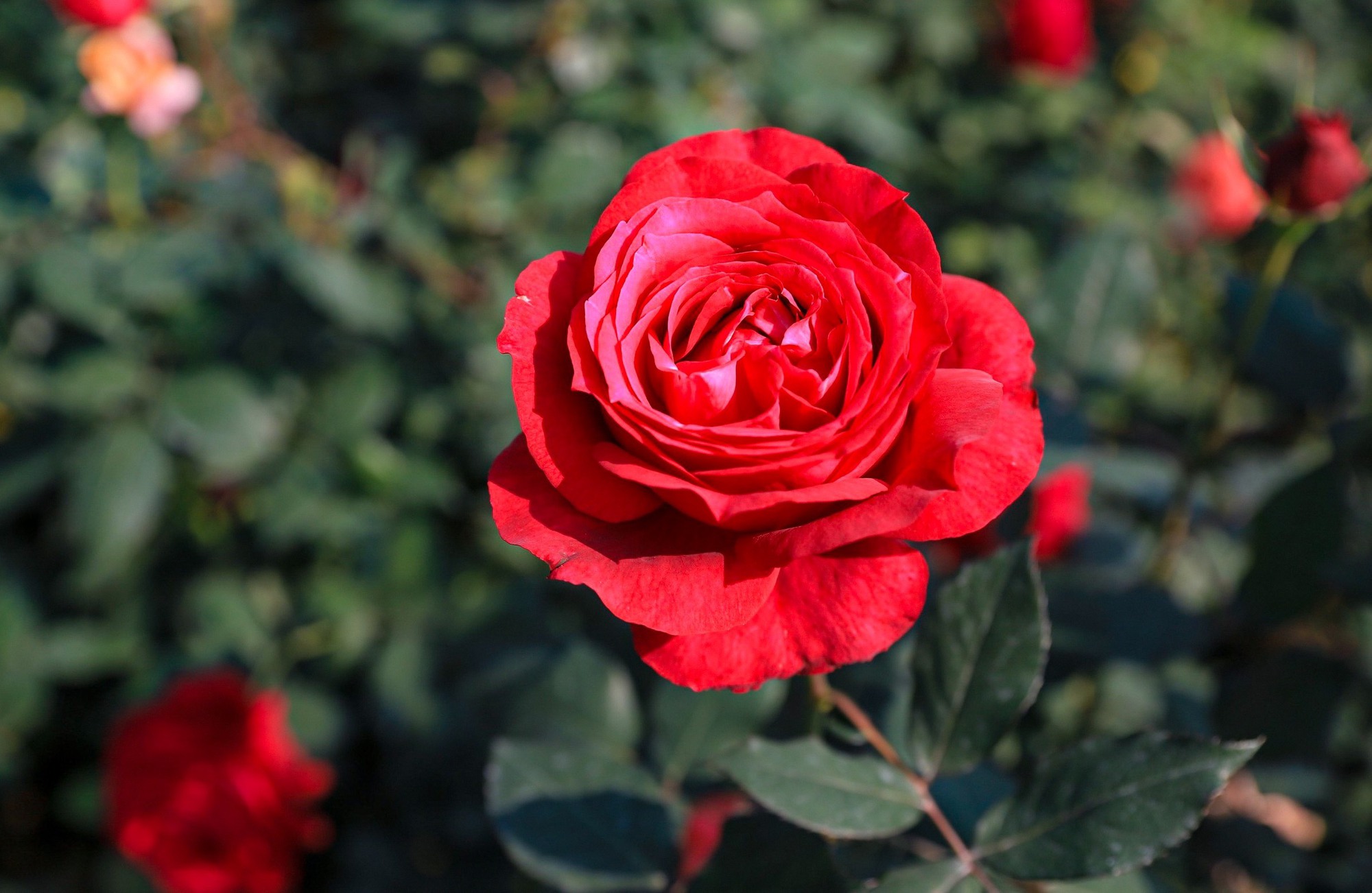 Khám phá vườn hoa hồng rộng 6.000m2 tại Hà Nội - Ảnh 6.