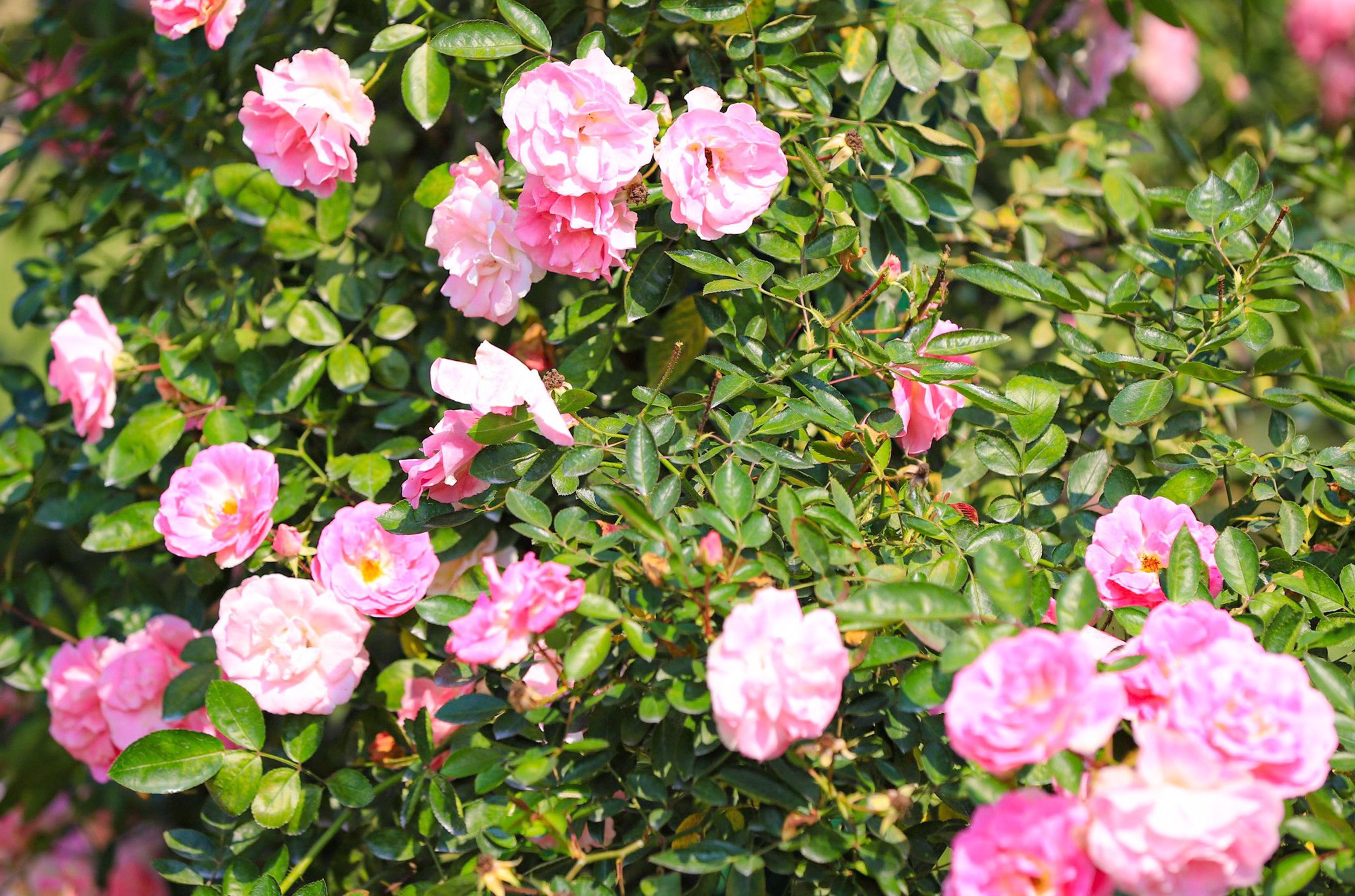 Khám phá vườn hoa hồng rộng 6.000m2 tại Hà Nội - Ảnh 4.