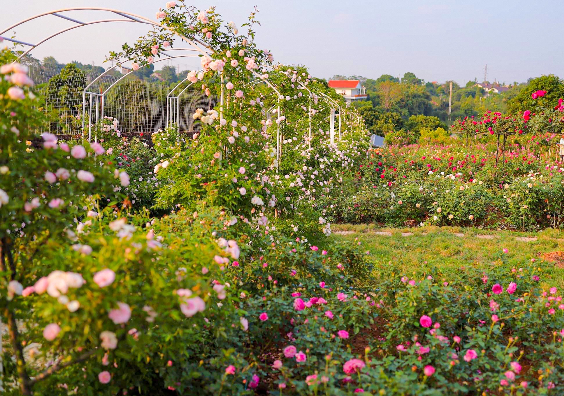 Khám phá vườn hoa hồng rộng 6.000m2 tại Hà Nội - Ảnh 1.