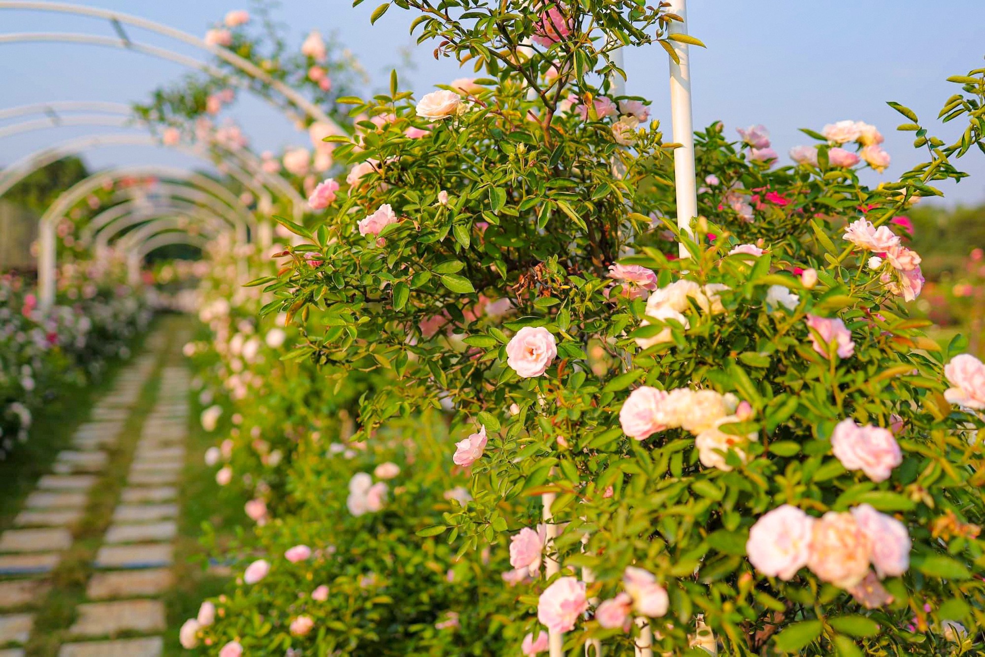 Khám phá vườn hoa hồng rộng 6.000m2 tại Hà Nội - Ảnh 3.