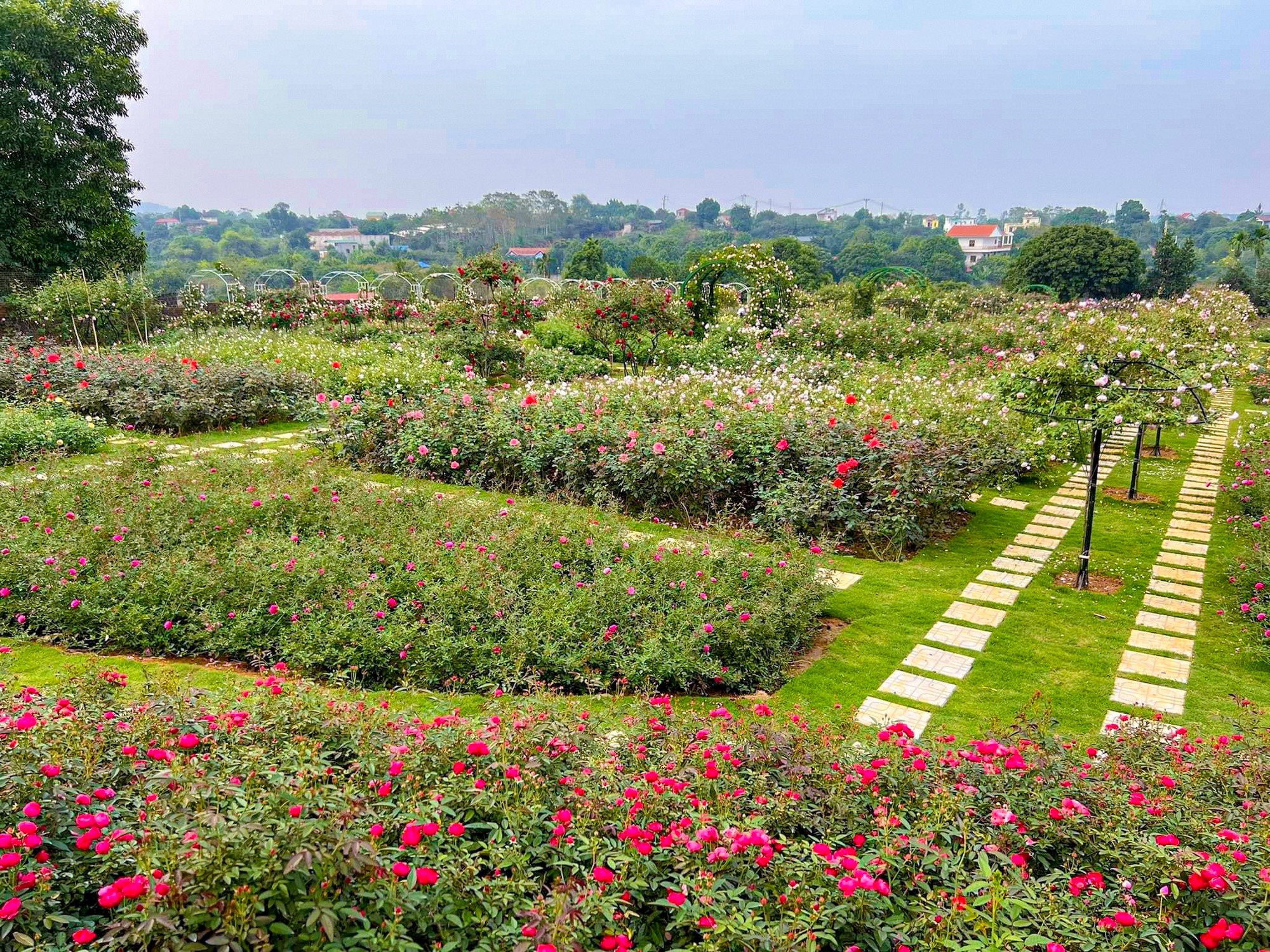 Khám phá vườn hoa hồng rộng 6.000m2 tại Hà Nội - Ảnh 2.