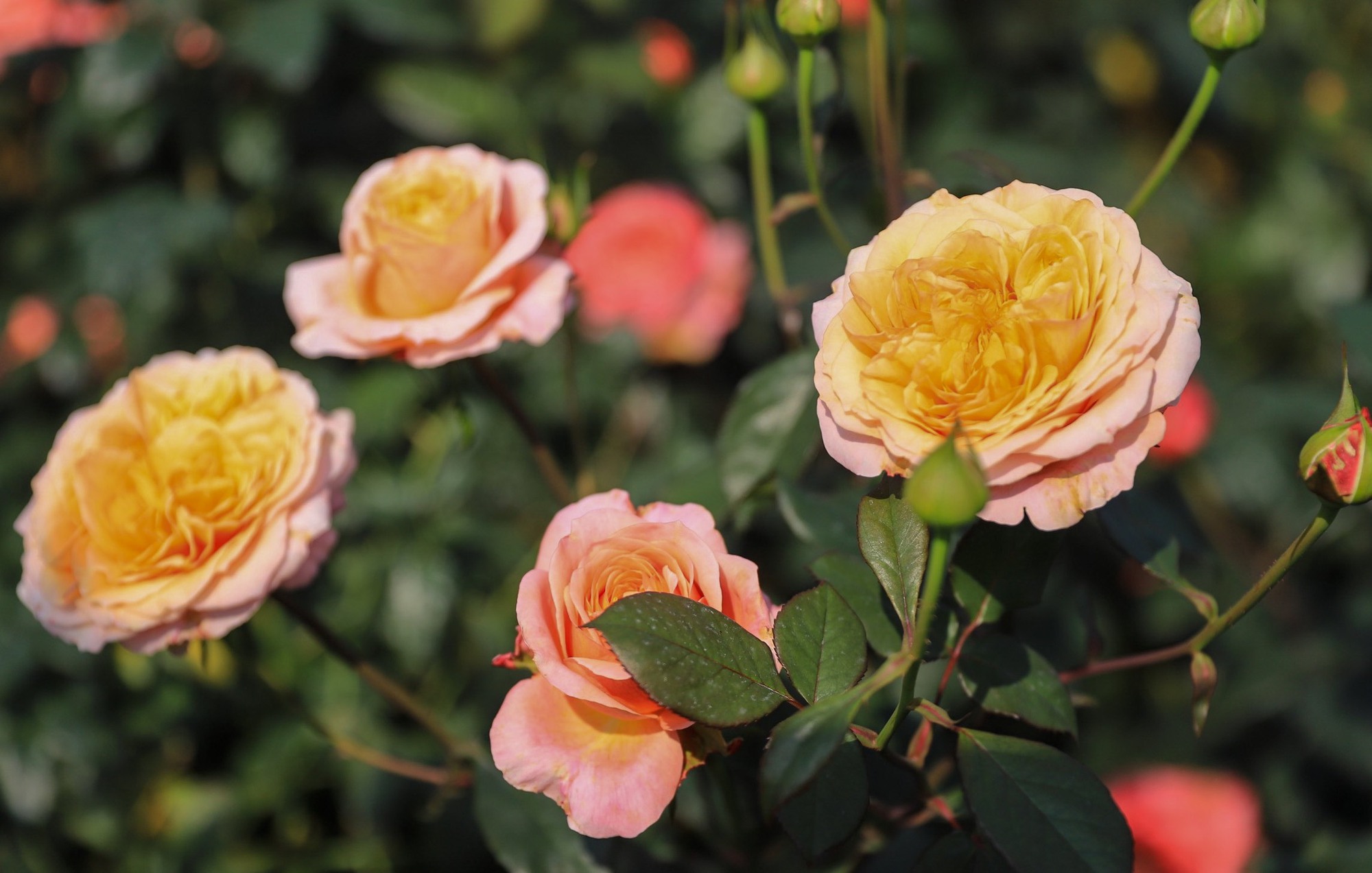 Khám phá vườn hoa hồng rộng 6.000m2 tại Hà Nội - Ảnh 15.