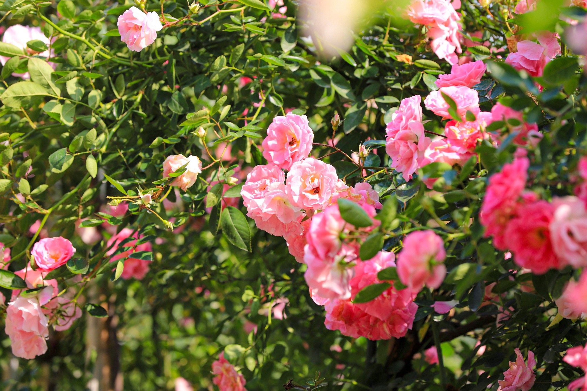 Khám phá vườn hoa hồng rộng 6.000m2 tại Hà Nội - Ảnh 16.