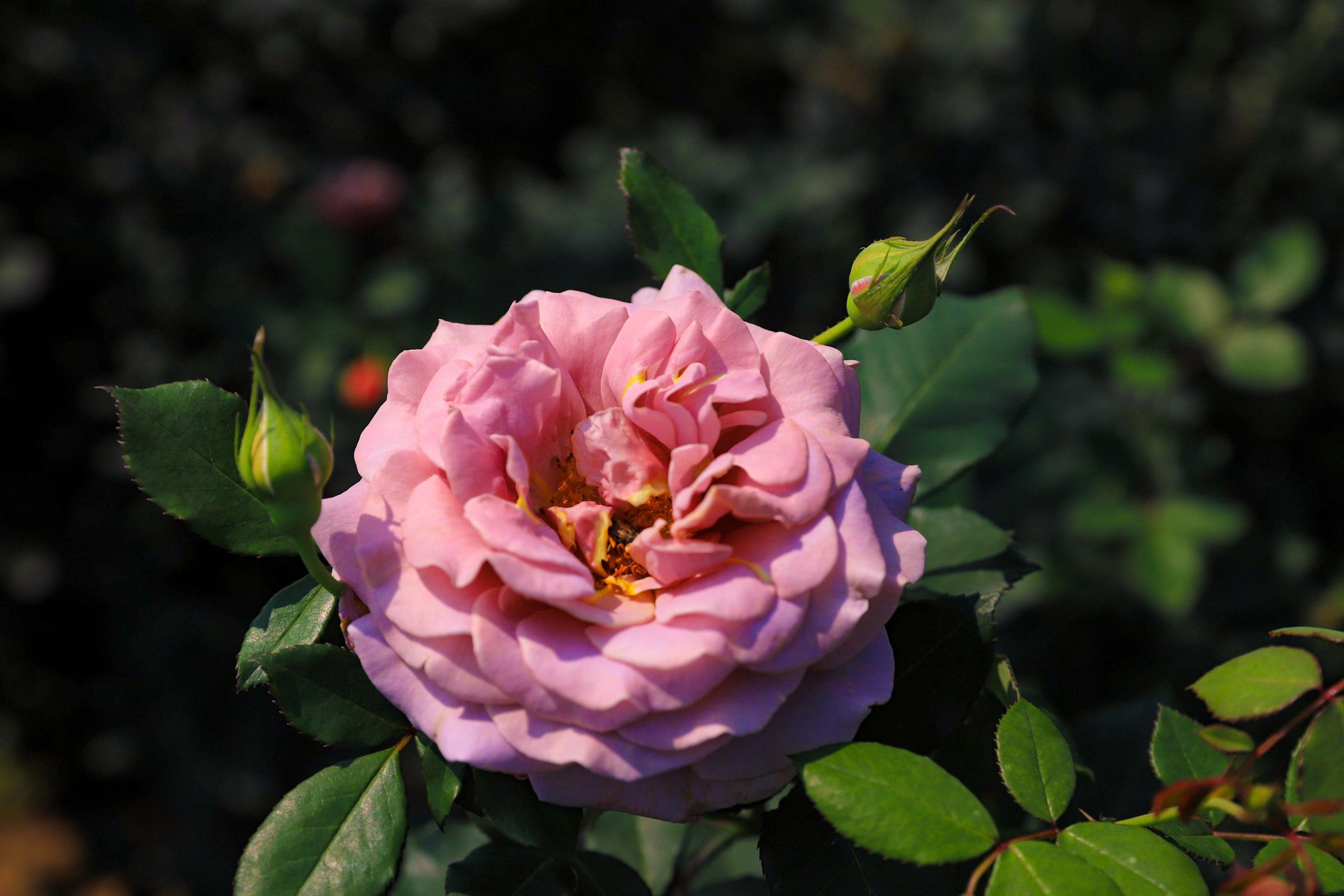 Khám phá vườn hoa hồng rộng 6.000m2 tại Hà Nội - Ảnh 10.