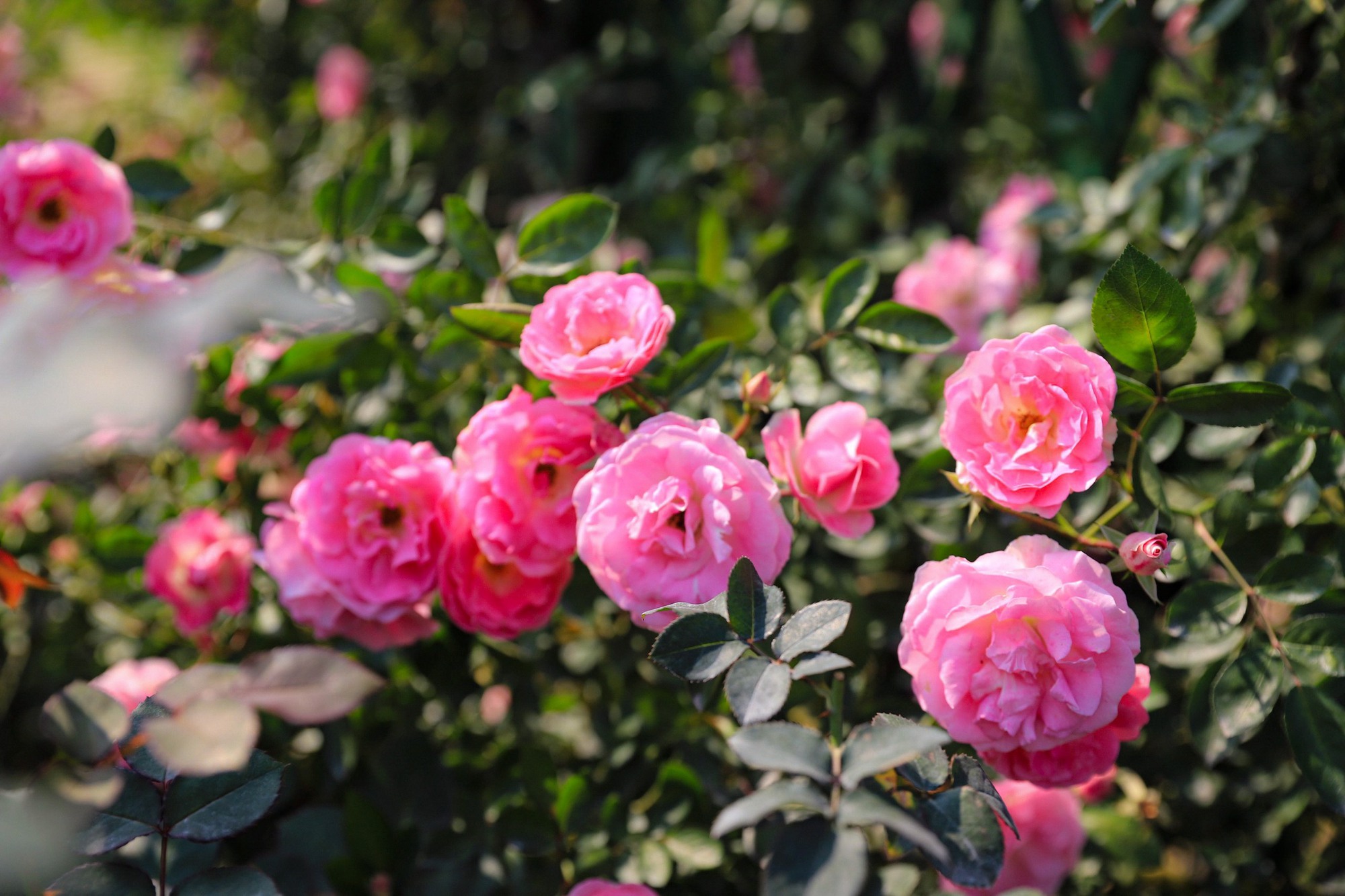 Khám phá vườn hoa hồng rộng 6.000m2 tại Hà Nội - Ảnh 14.