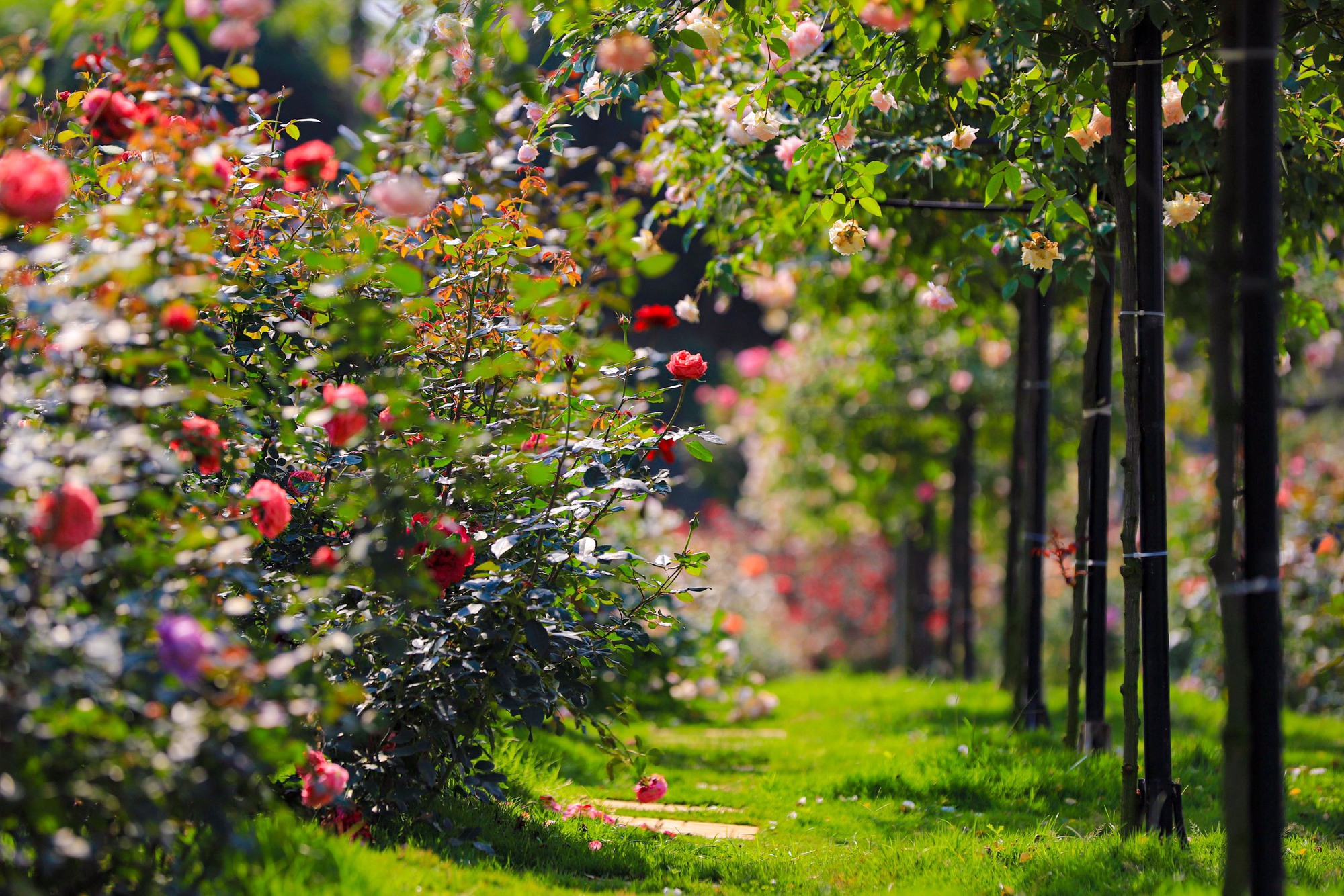 Hình nền Nền Vườn Hồng Hồng Với Một Mặt Trời Ló Dạng ở Giữa Nền, Hoa Hồng  Nở Trong Vườn Hồng, Tên Của Bông Hồng Này Là Nhiếp ảnh Hd Ký ức