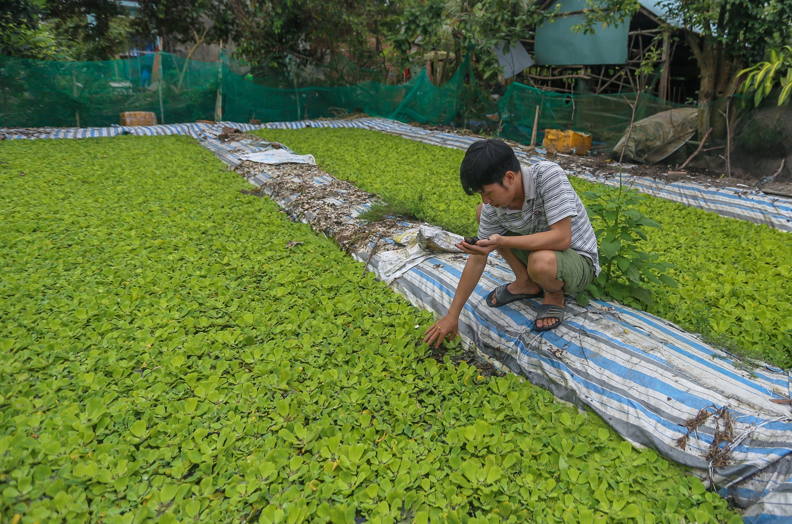 Thất nghiệp, hướng dẫn viên du lịch về quê nuôi ốc kiếm hơn 30 triệu đồng/tháng - Ảnh 6.