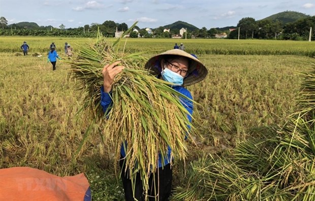 Nông nghiệp Việt Nam: Ngôi sao đang lên trong sản xuất lương thực - Ảnh 1.