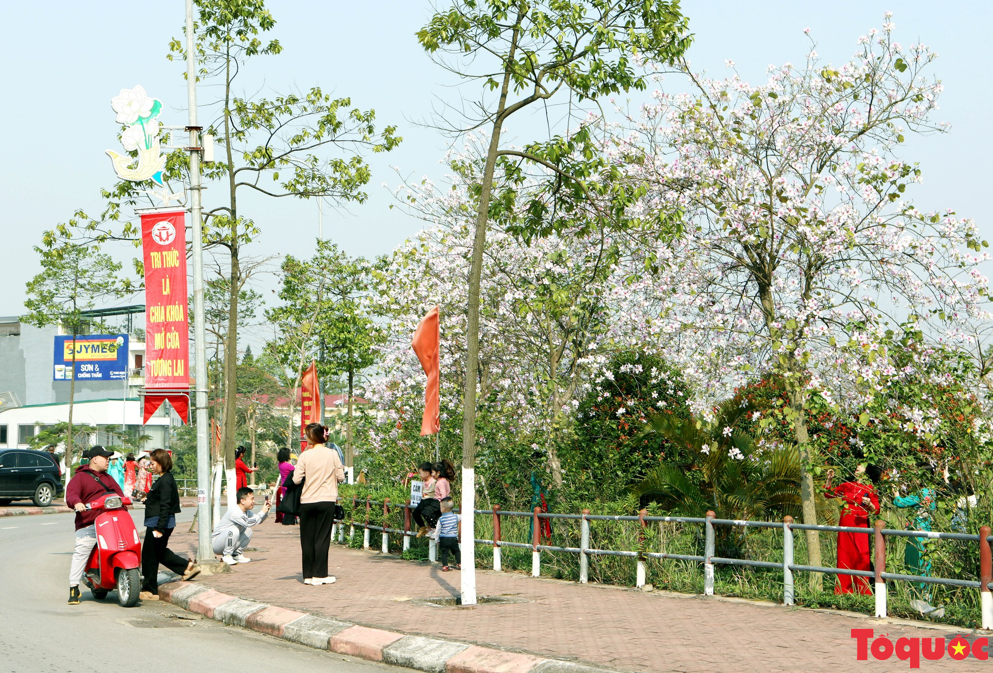 Hoa Ban Tây Bắc đẹp mơ màng giữa lòng thành phố Việt Trì - Ảnh 4.
