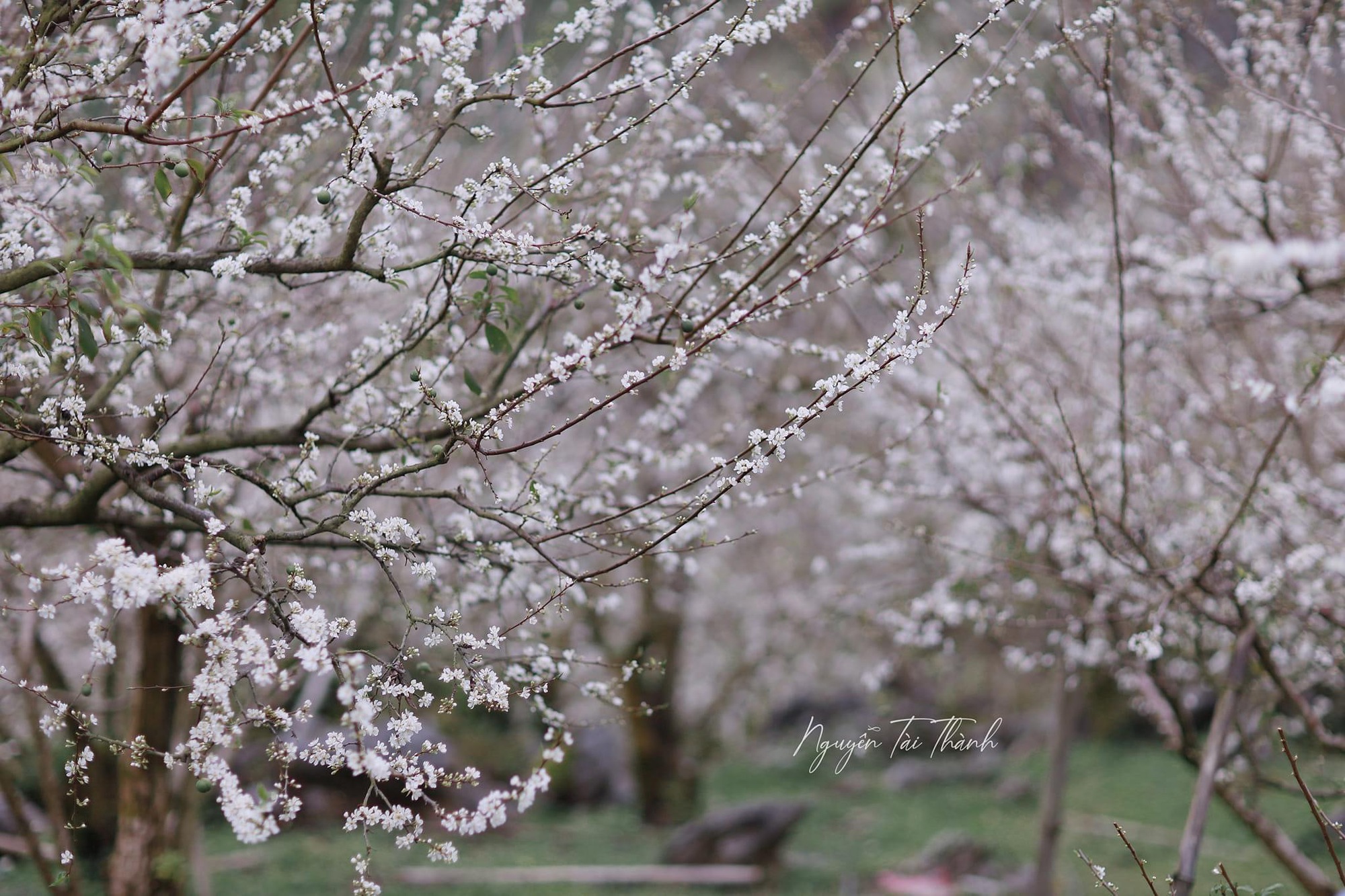 Mộc Châu trở thành điểm siêu hot dịp đầu xuân với những cây hoa mận phủ trắng núi đồi - Ảnh 2.