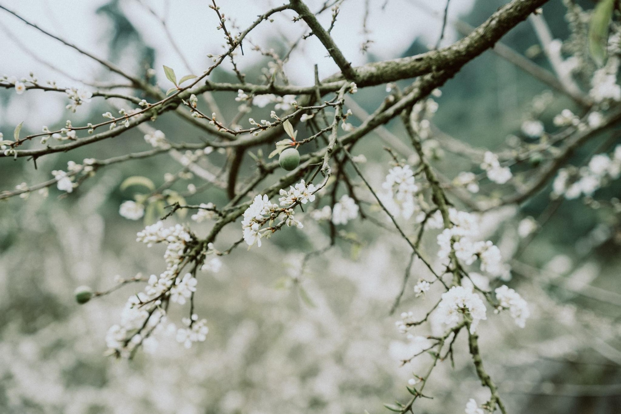 Mộc Châu trở thành điểm siêu hot dịp đầu xuân với những cây hoa mận phủ trắng núi đồi - Ảnh 25.