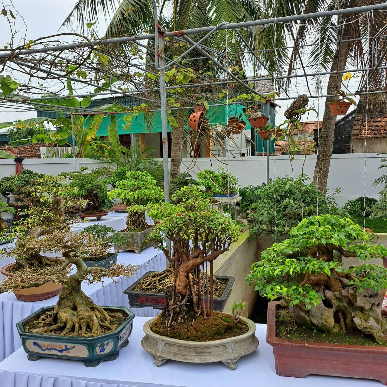 Chiêm ngưỡng hàng chục cây bonsai cổ thụ giá cả trăm triệu đồng ...