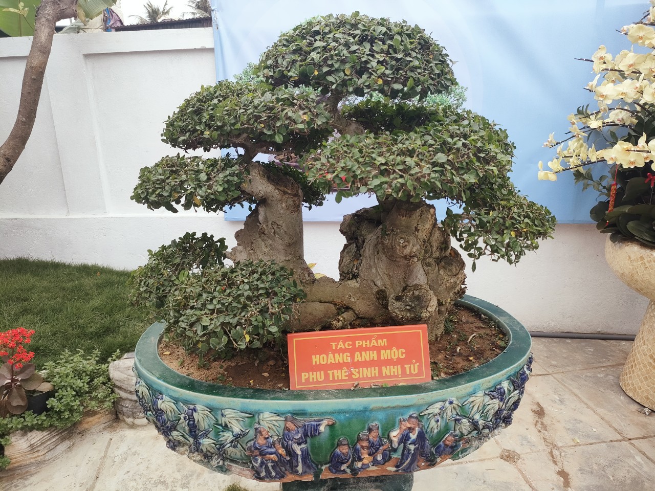 Chiêm ngưỡng hàng chục cây bonsai cổ thụ giá cả trăm triệu đồng ...