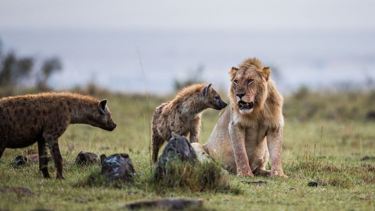 Sư tử lớn gấp 3 lần linh cẩu nhưng phải chịu mất con mồi: Do "chiến thuật" đặc biệt này