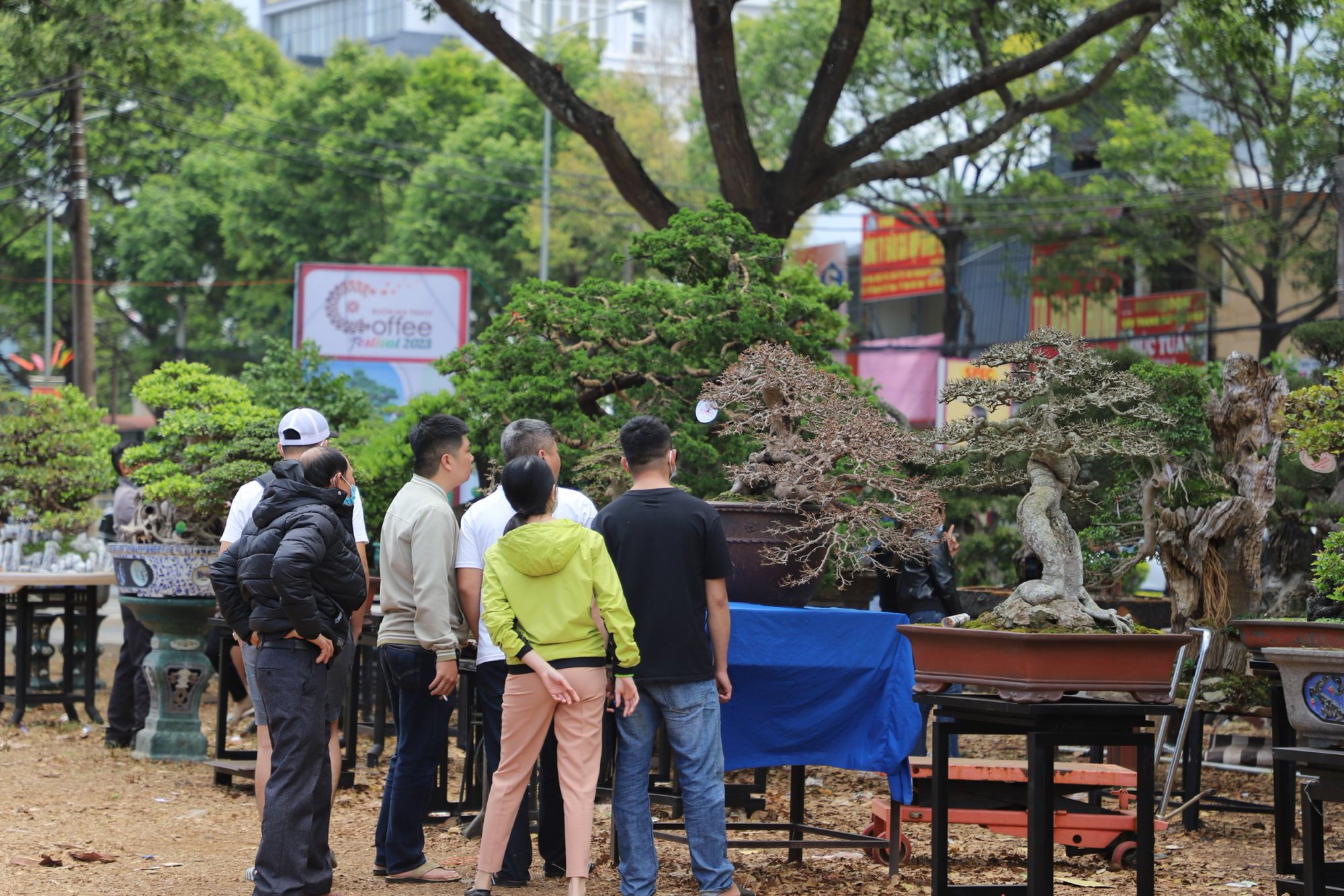 Chiêm ngưỡng dàn cây cảnh &quot;độc&quot; và lạ tại Triển lãm sinh vật cảnh Buôn Ma Thuột - Ảnh 4.