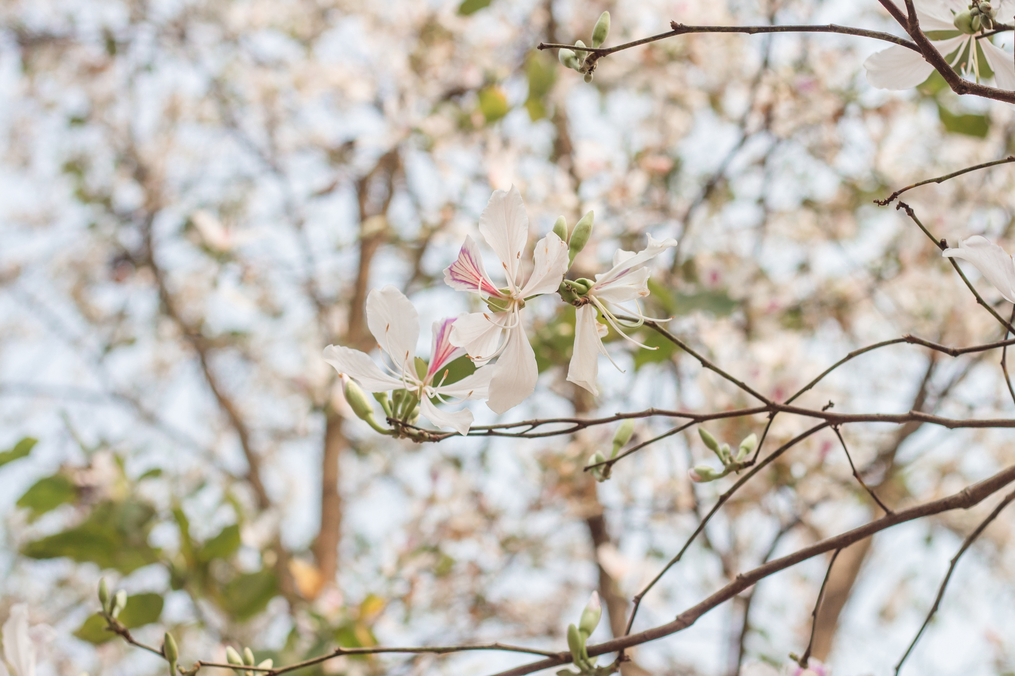 Ngất ngây trước vẻ đẹp Điện Biên mùa hoa ban nở lung linh nhất trong năm - Ảnh 4.