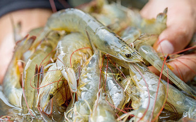 Bất ngờ loại hải sản có thể lấy vỏ làm ‘vũ khí’ bảo vệ môi trường - Việt Nam đang là ‘vua xuất khẩu’ - Ảnh 6.