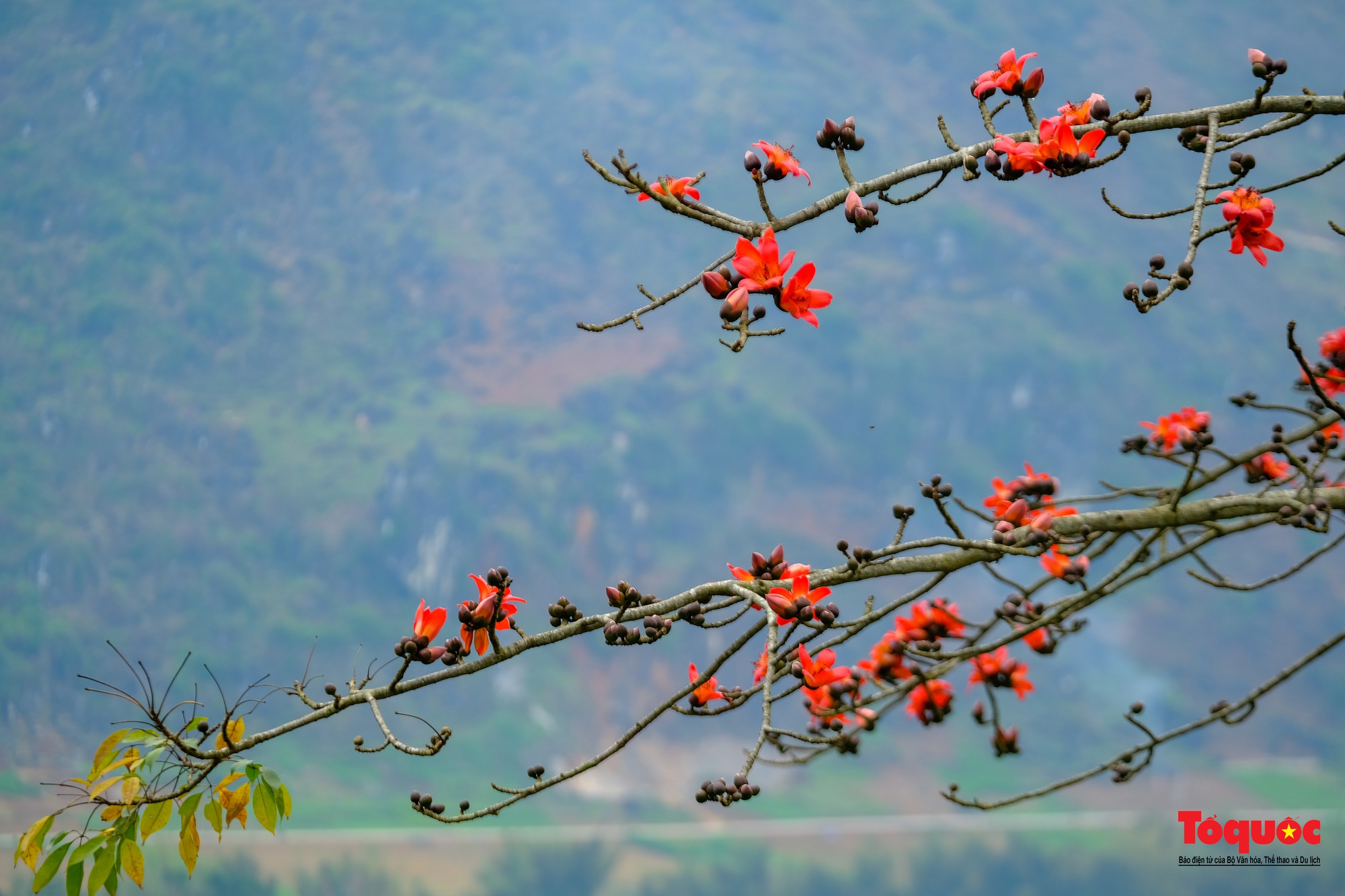 Mùa mộc miên &quot;thắp lửa&quot; trên cao nguyên đá Hà Giang - Ảnh 3.