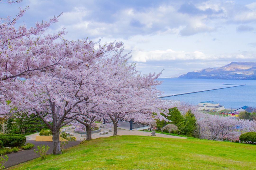 Hoa anh đào còn nở đến tận tháng 5, lưu ngay lịch trình du lịch Nhật Bản để không bỏ lỡ mùa đẹp nhất xứ Phù Tang - Ảnh 4.