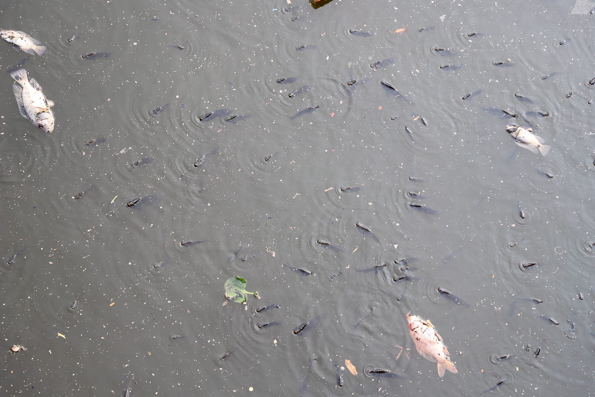 TP.HCM: Nước bị ô nhiễm, cá chết hàng loạt trên kênh Nhiêu Lộc - Thị Nghè  - Ảnh 4.