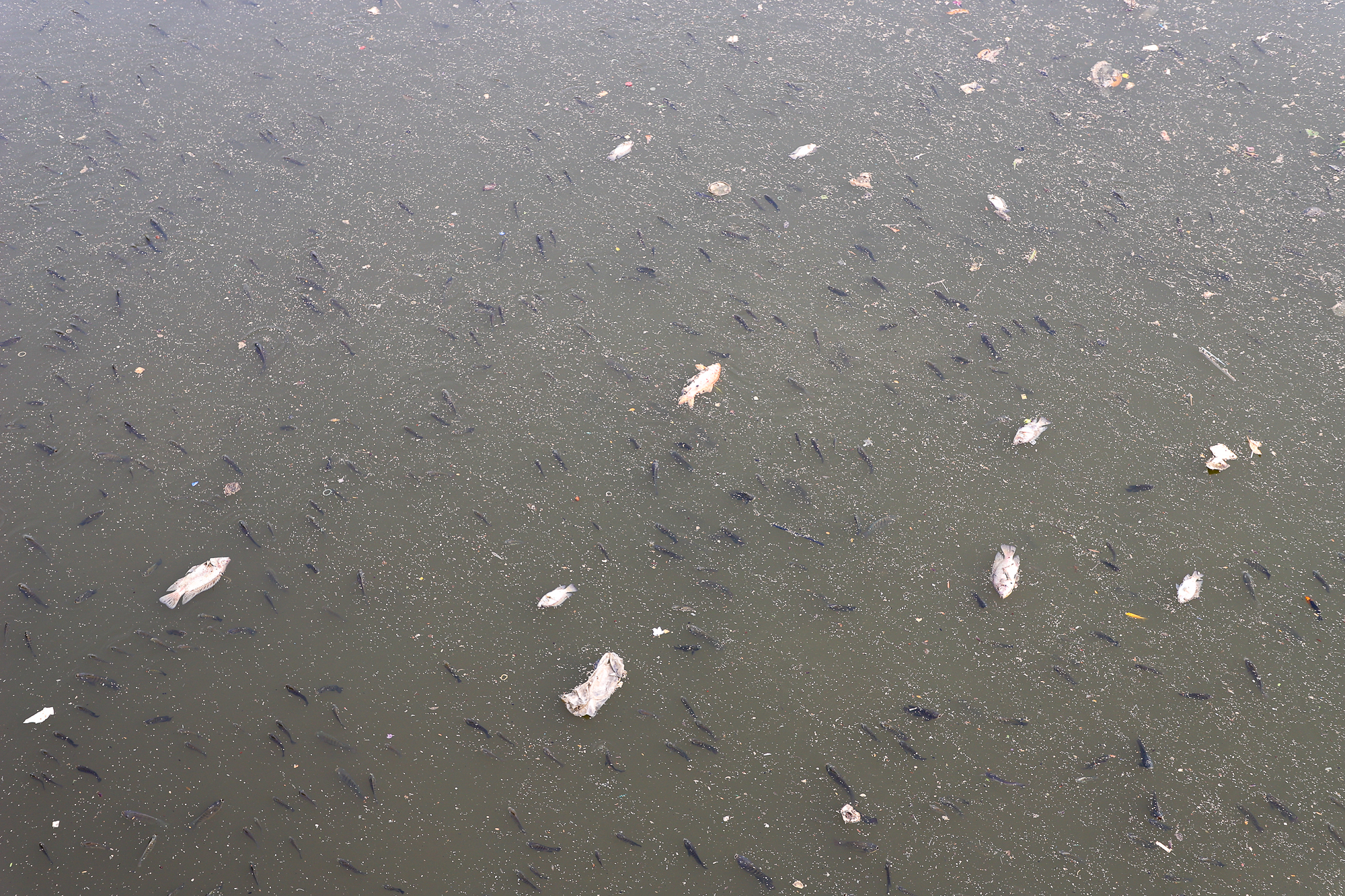 TP.HCM: Nước bị ô nhiễm, cá chết hàng loạt trên kênh Nhiêu Lộc - Thị Nghè  - Ảnh 3.