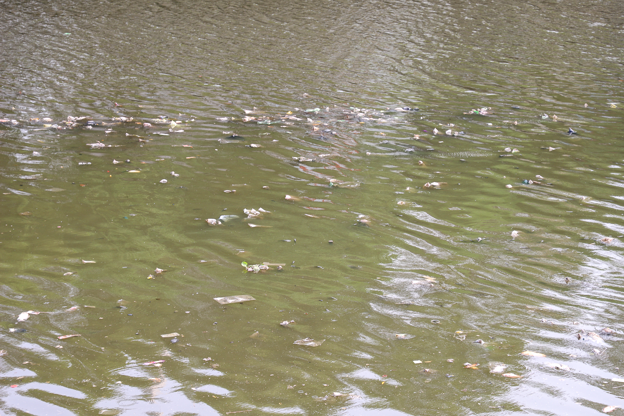 TP.HCM: Nước bị ô nhiễm, cá chết hàng loạt trên kênh Nhiêu Lộc - Thị Nghè  - Ảnh 2.