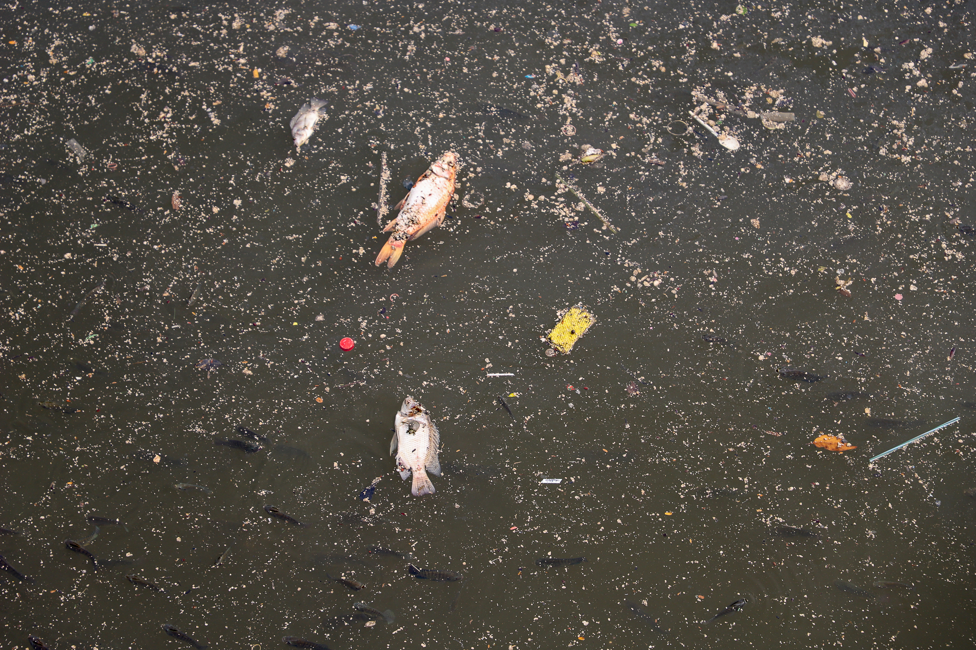 TP.HCM: Nước bị ô nhiễm, cá chết hàng loạt trên kênh Nhiêu Lộc - Thị Nghè  - Ảnh 14.