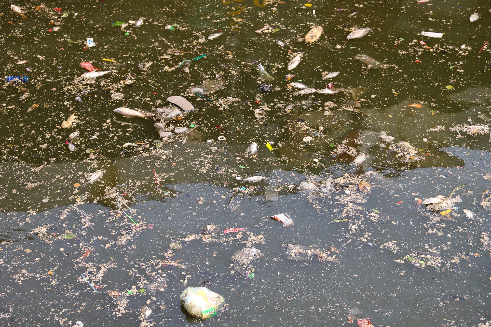 TP.HCM: Nước bị ô nhiễm, cá chết hàng loạt trên kênh Nhiêu Lộc - Thị Nghè  - Ảnh 8.