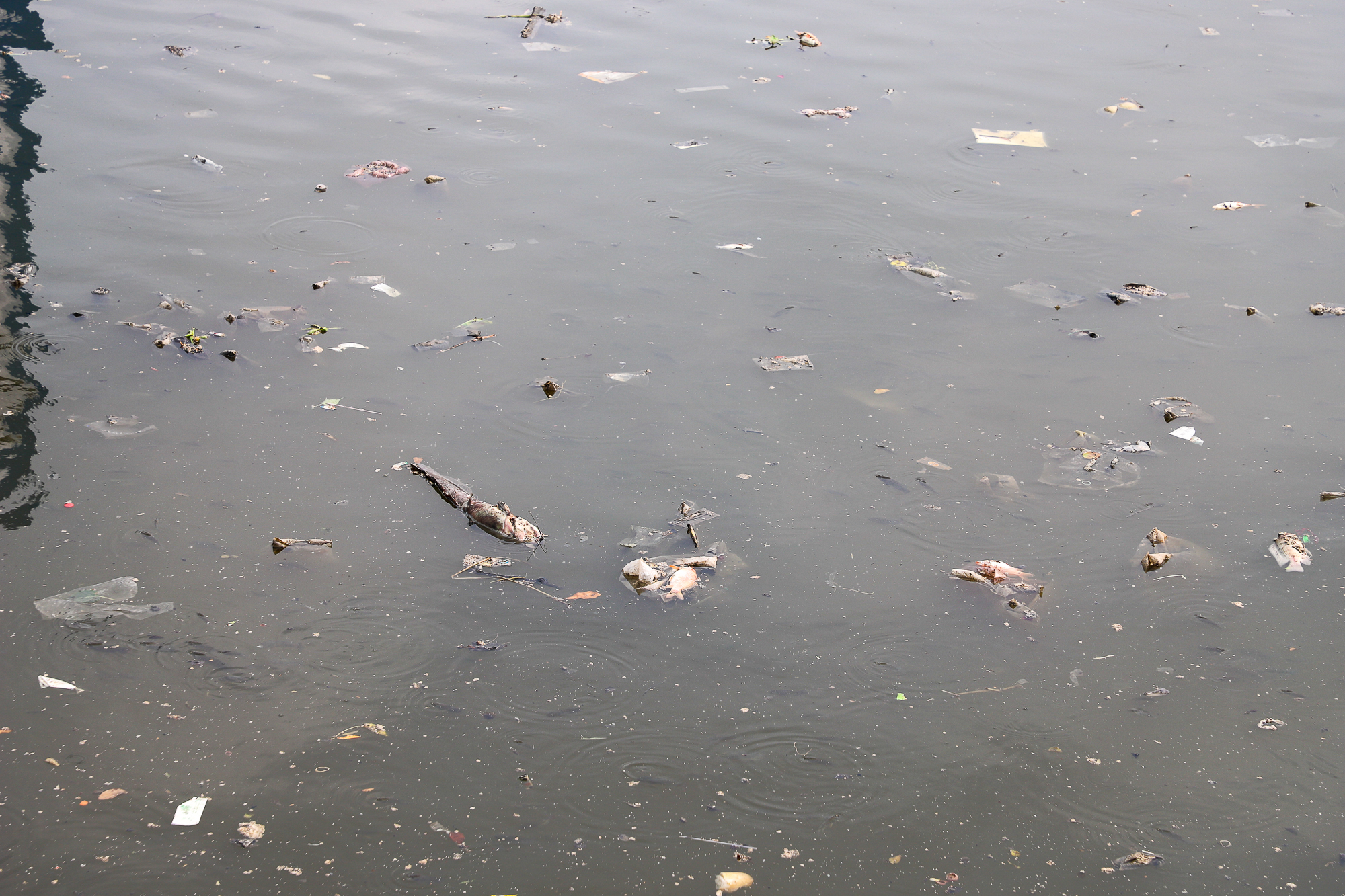TP.HCM: Nước bị ô nhiễm, cá chết hàng loạt trên kênh Nhiêu Lộc - Thị Nghè  - Ảnh 5.