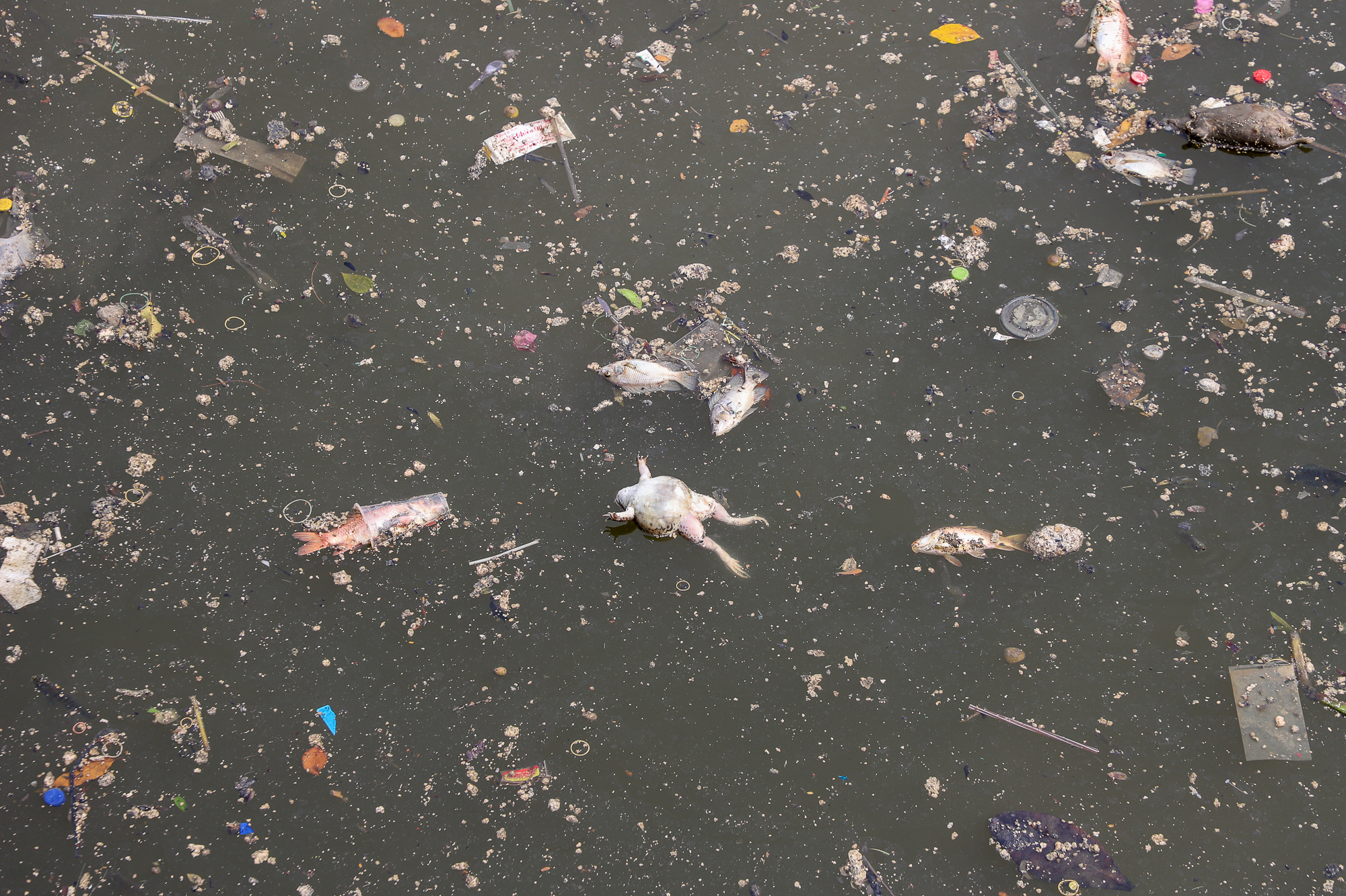 TP.HCM: Nước bị ô nhiễm, cá chết hàng loạt trên kênh Nhiêu Lộc - Thị Nghè  - Ảnh 12.