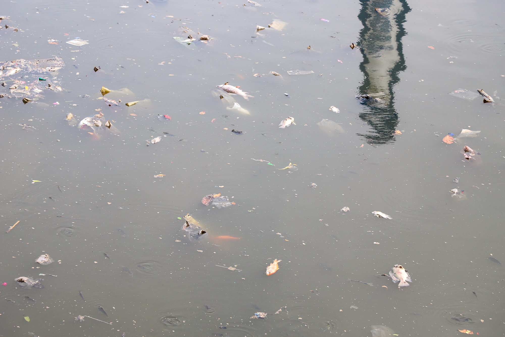 TP.HCM: Nước bị ô nhiễm, cá chết hàng loạt trên kênh Nhiêu Lộc - Thị Nghè  - Ảnh 6.