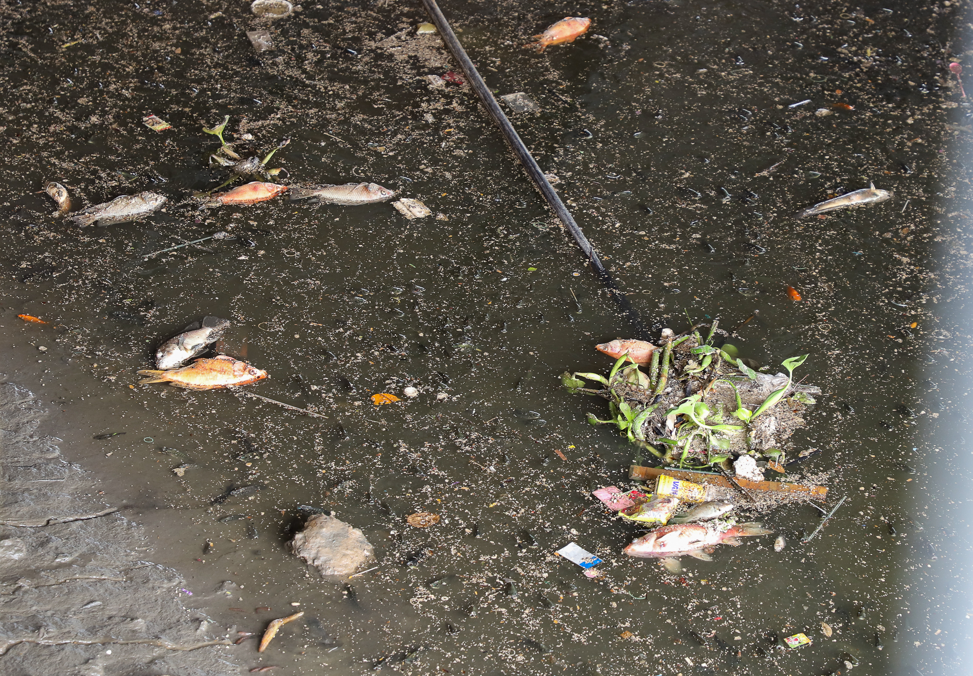 TP.HCM: Nước bị ô nhiễm, cá chết hàng loạt trên kênh Nhiêu Lộc - Thị Nghè  - Ảnh 11.
