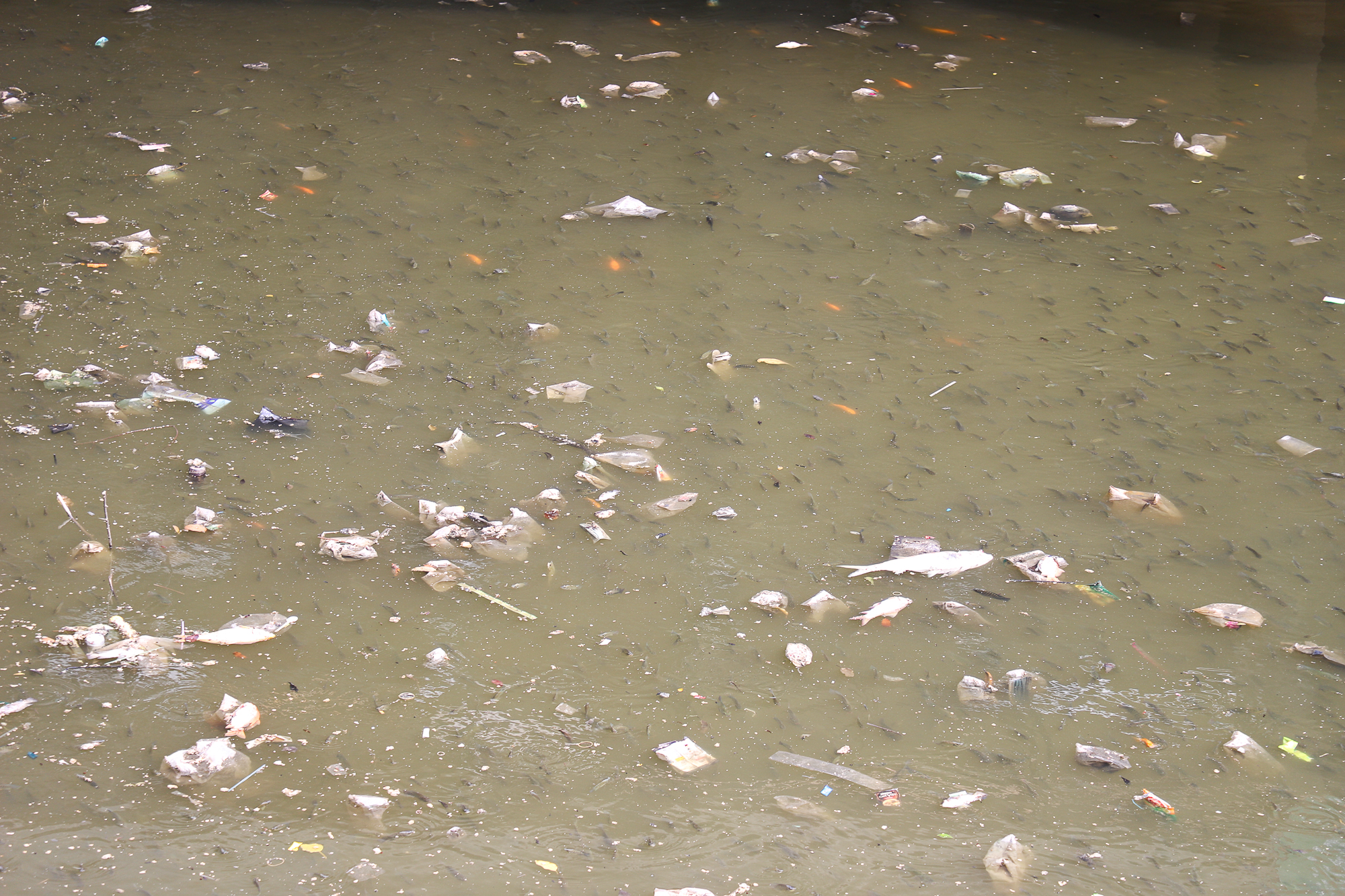 TP.HCM: Nước bị ô nhiễm, cá chết hàng loạt trên kênh Nhiêu Lộc - Thị Nghè  - Ảnh 7.