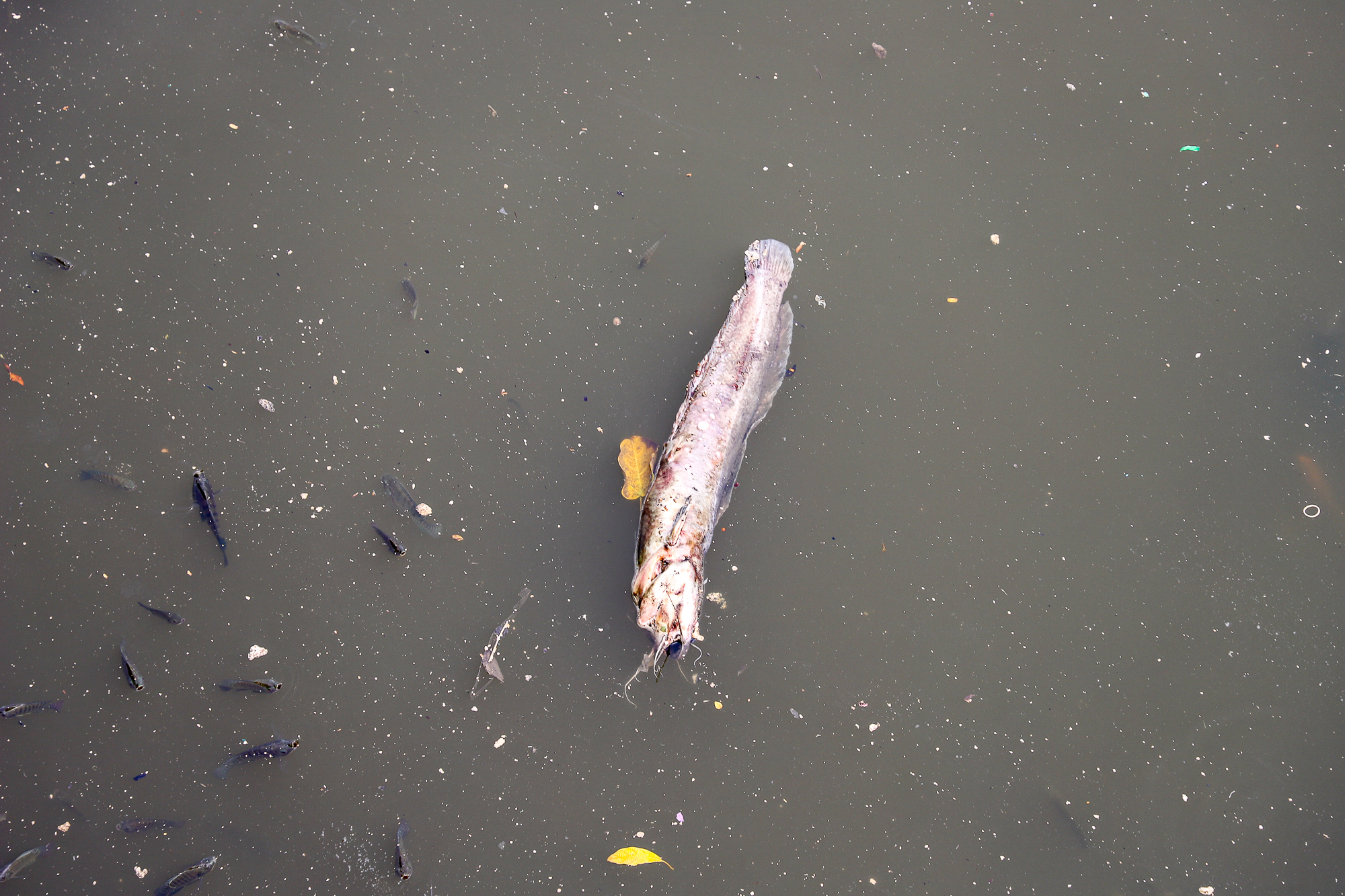 TP.HCM: Nước bị ô nhiễm, cá chết hàng loạt trên kênh Nhiêu Lộc - Thị Nghè  - Ảnh 13.