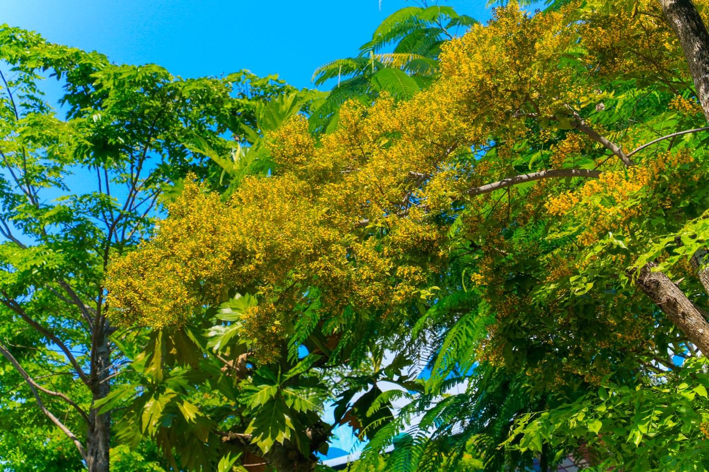 Ngẩn ngơ với khung trời vàng rực hoa sưa tại Đà Nẵng - Ảnh 1.