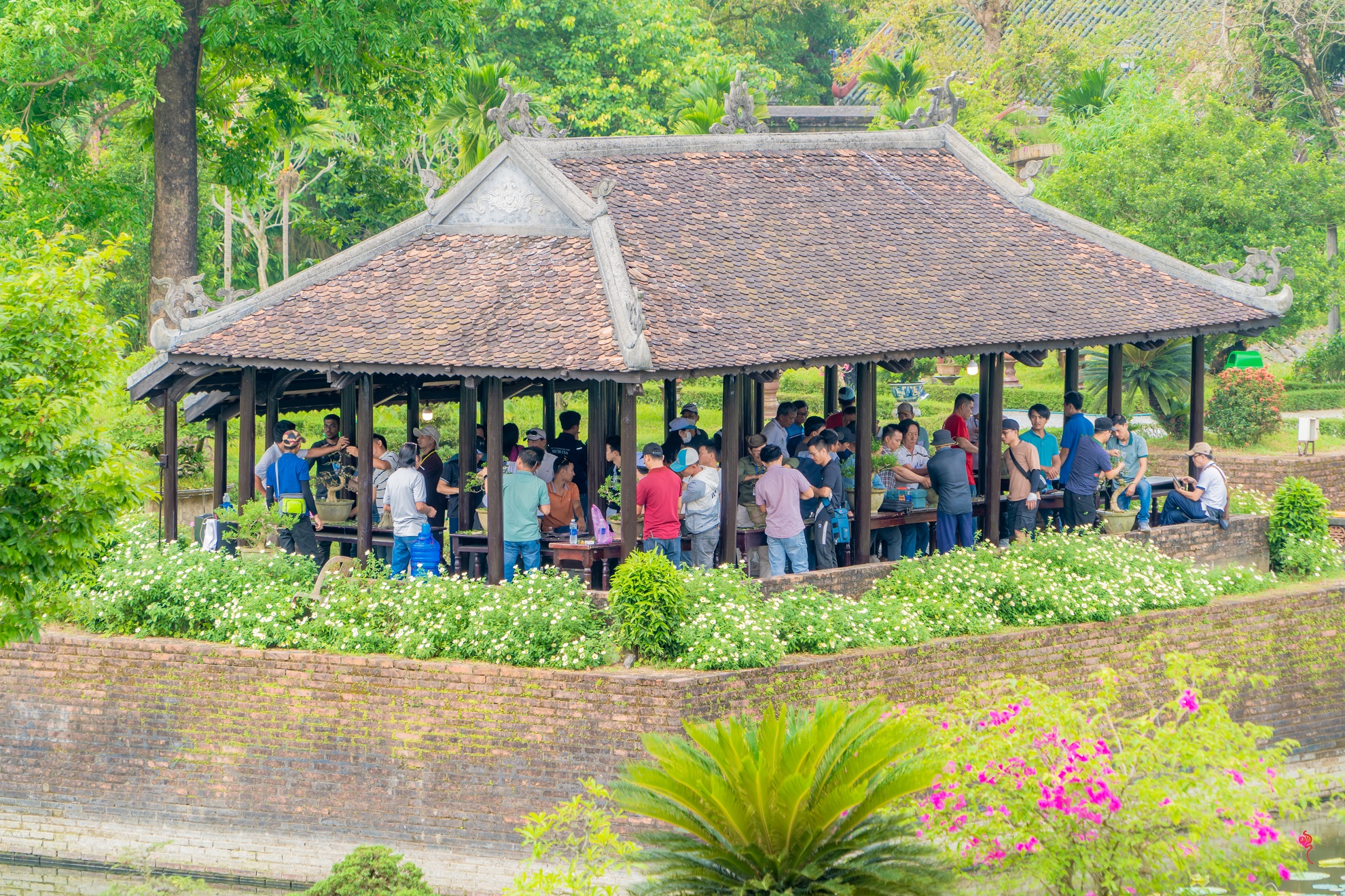 Du khách thưởng lãm &quot;kỳ hoa dị thảo&quot; ba miền hội tụ tại hoàng cung Huế - Ảnh 11.