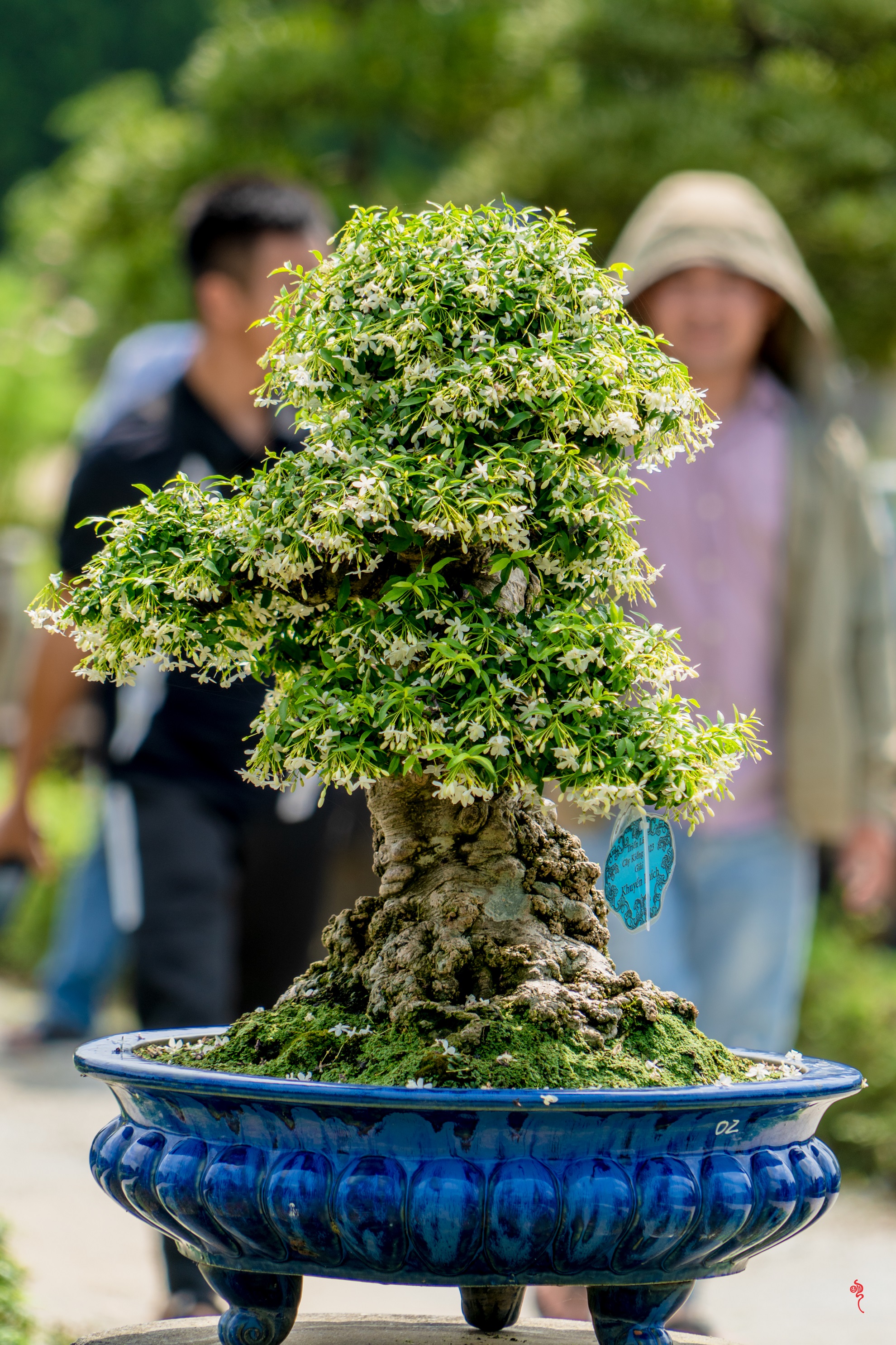 Du khách thưởng lãm &quot;kỳ hoa dị thảo&quot; ba miền hội tụ tại hoàng cung Huế - Ảnh 8.