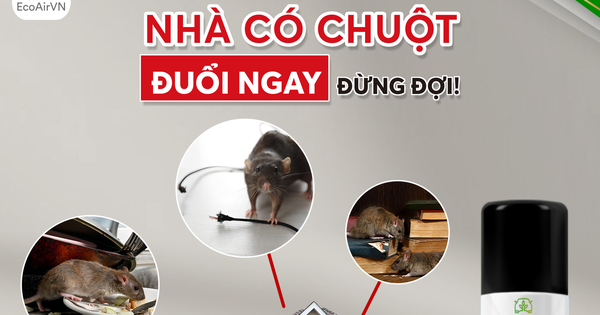 Tưởng khó mà dễ: đuổi chuột nhà, chuột xe đi sạch - Ảnh 1.