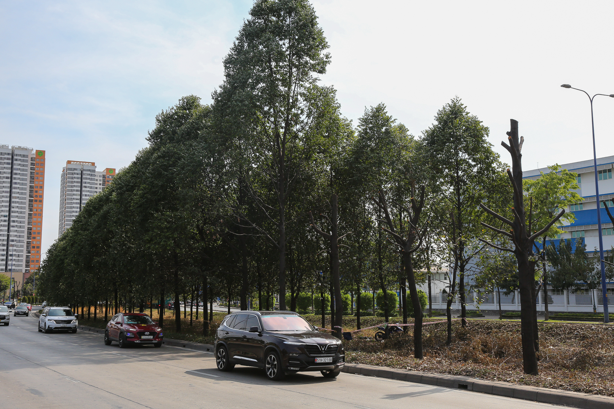 Cận cảnh di dời hơn 1.300 cây xanh trên đại lộ ở TP.HCM để xây dựng nút giao 3 tầng - Ảnh 12.