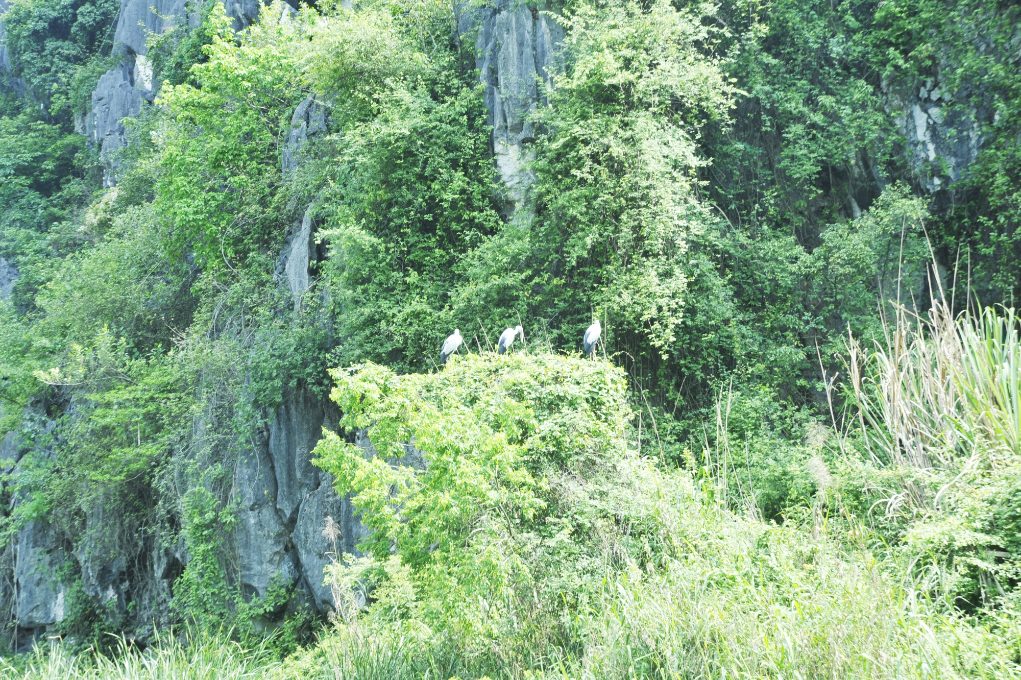 Khám phá đầm Vân Long - nơi quay bộ phim nổi tiếng Kong: Skull Island ở Ninh Bình - Ảnh 4.