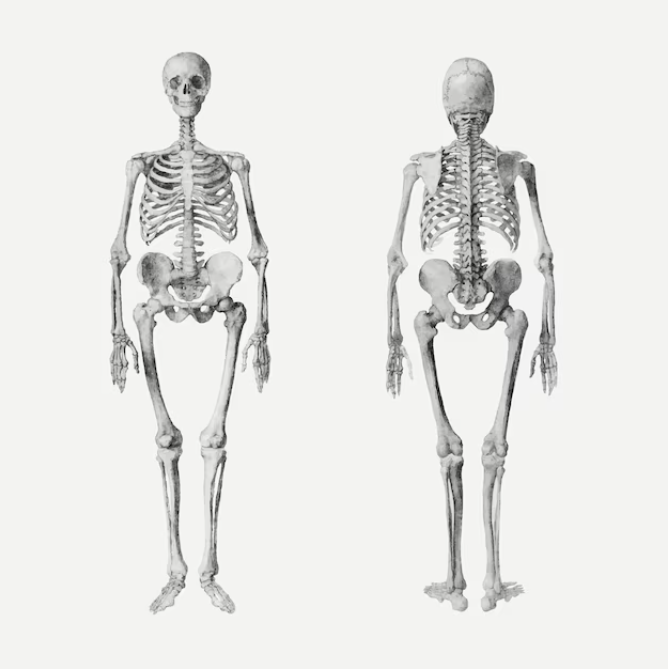 Tại sao nhiều người trưởng thành chỉ có 204 chiếc xương, ít hơn ...