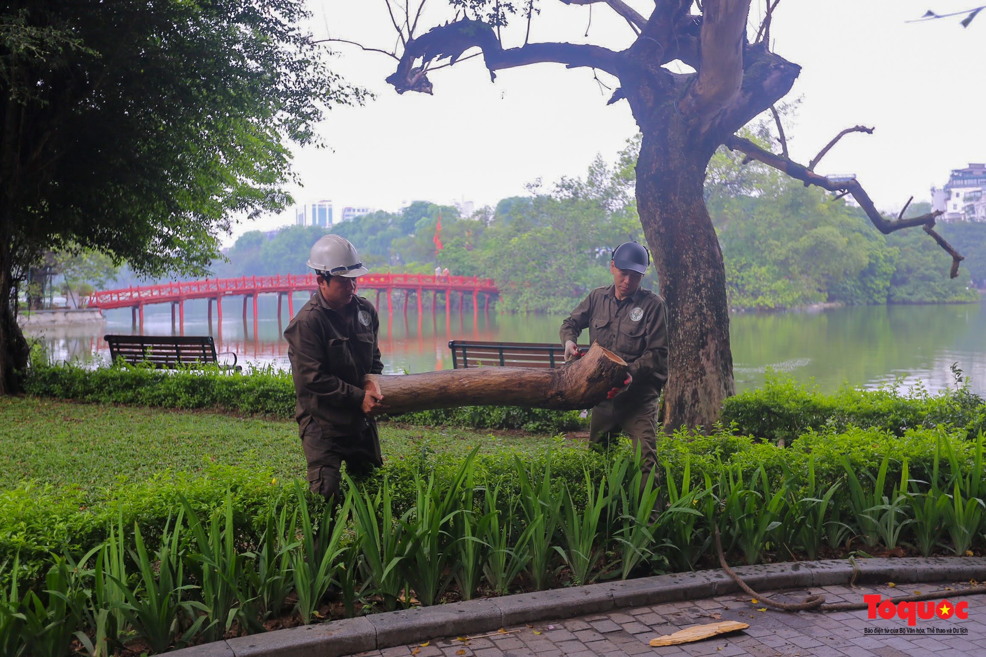 Hà Nội chặt hạ 3 cây sưa đỏ chết khô bên hồ Hoàn Kiếm - Ảnh 6.