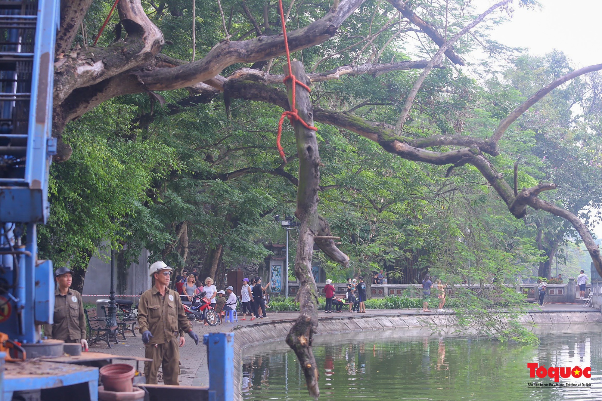 Hà Nội chặt hạ 3 cây sưa đỏ chết khô bên hồ Hoàn Kiếm - Ảnh 14.