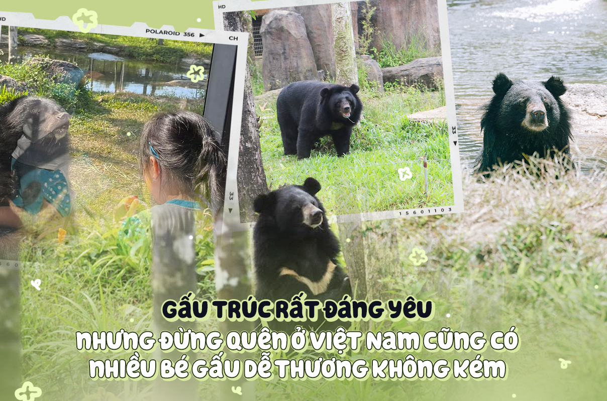 Những chú gấu ở nước ta phỏng vui nhộn cũng ko bại gì panda đang khiến mưa thực hiện bão - Hình ảnh 1.